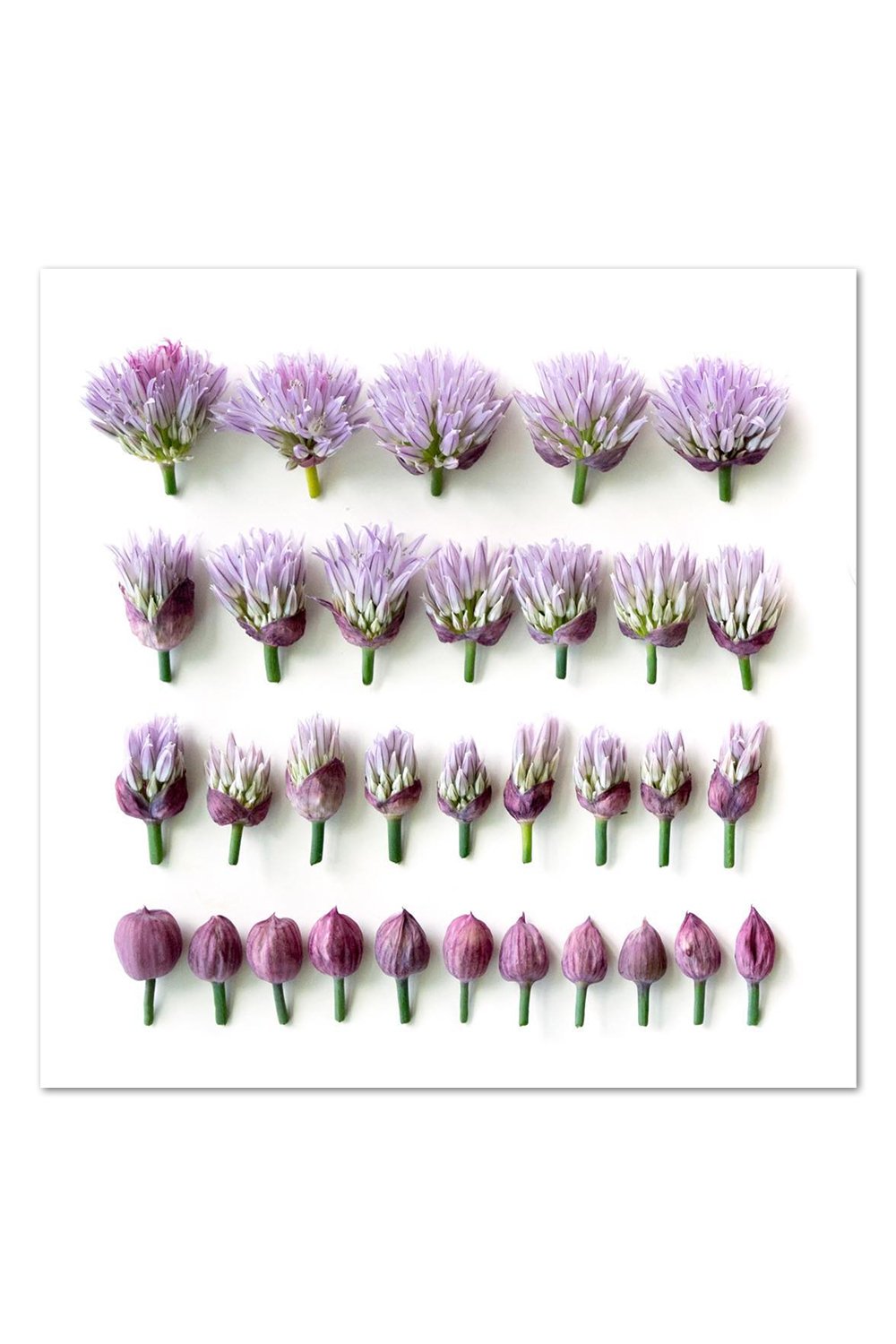 Chive Blossom Gradient Print