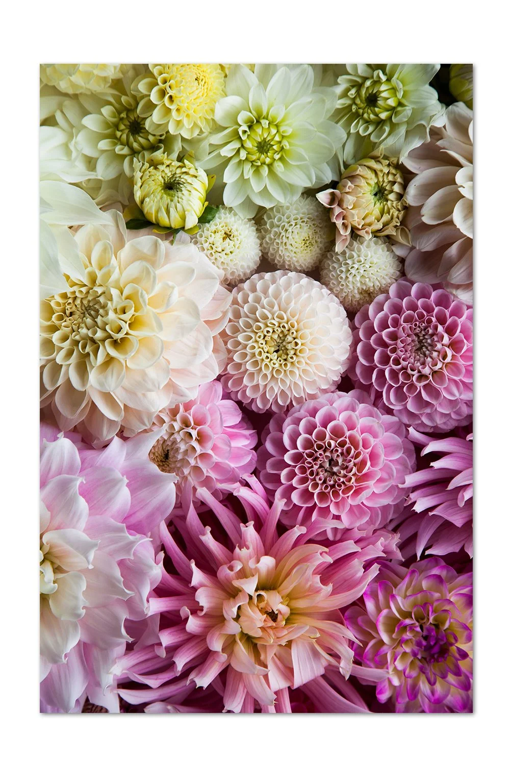 Yellow To Pink Dahlia Gradient Print