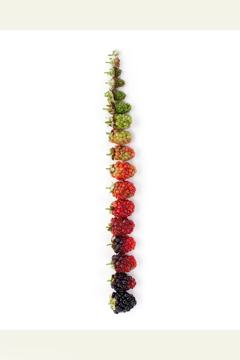 Blackberry Gradient v.2 Print