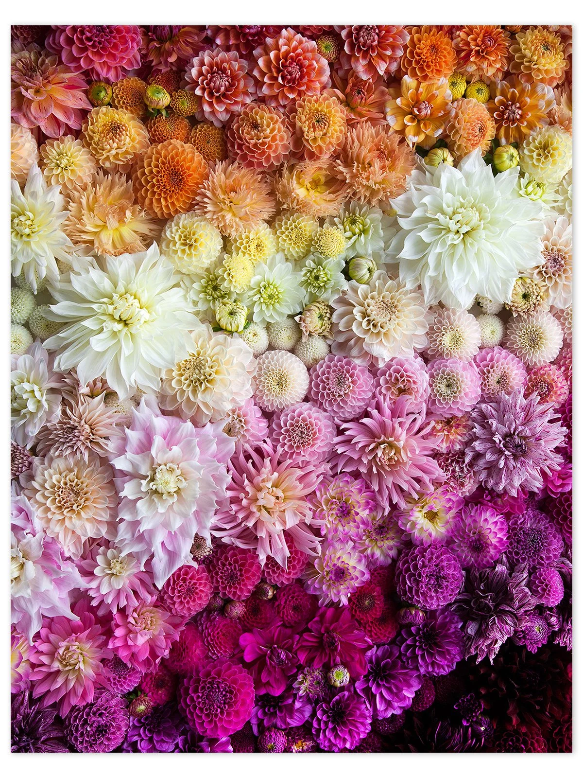 Dahlia-Gradient-Mini-Poster-wrightkitchen.com.jpg