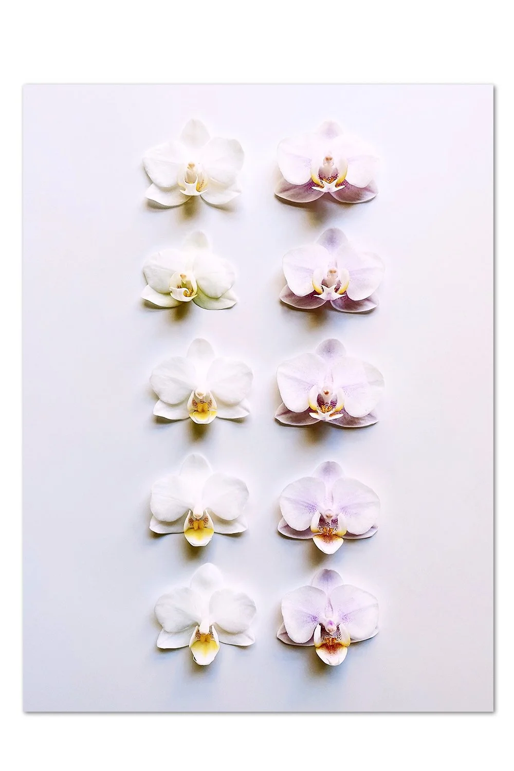 Orchid Pattern Print