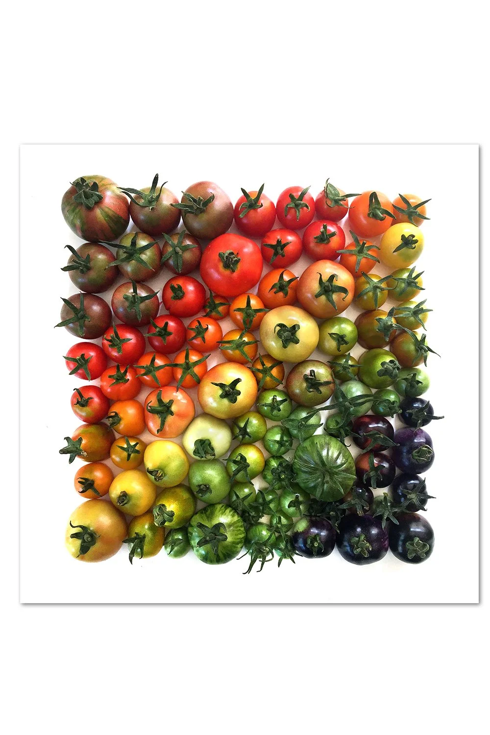 Tomato Gradient v.1 Print