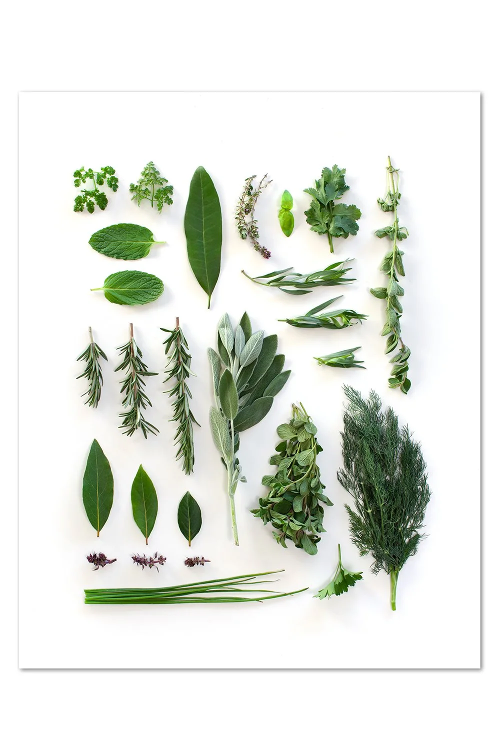 Herbs and Leaves Print