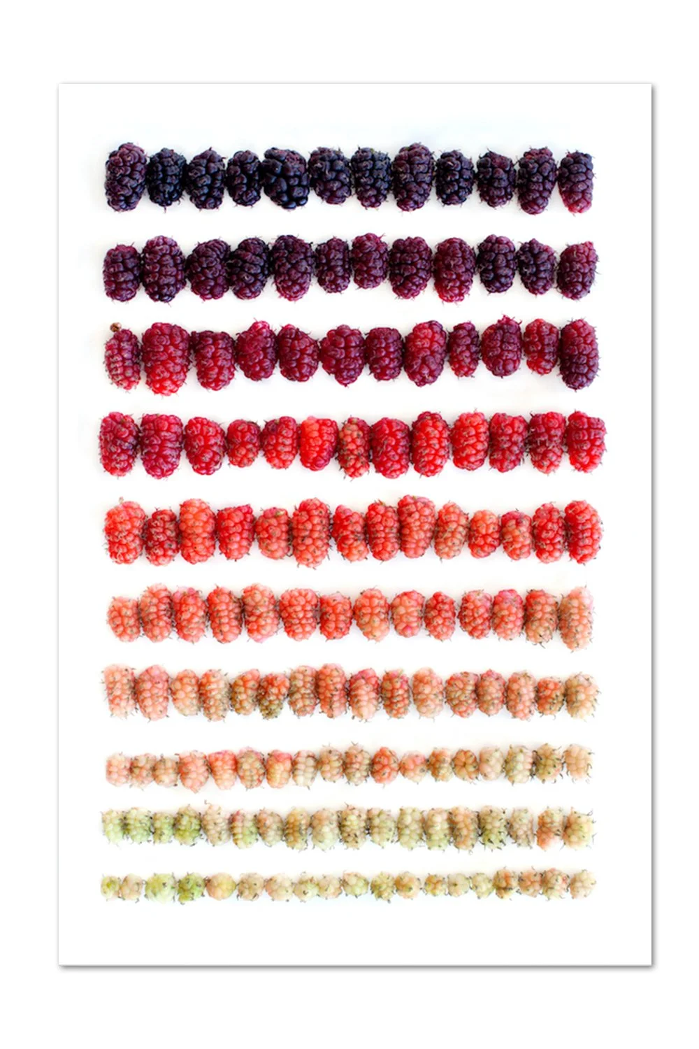 Mulberry Gradient Print
