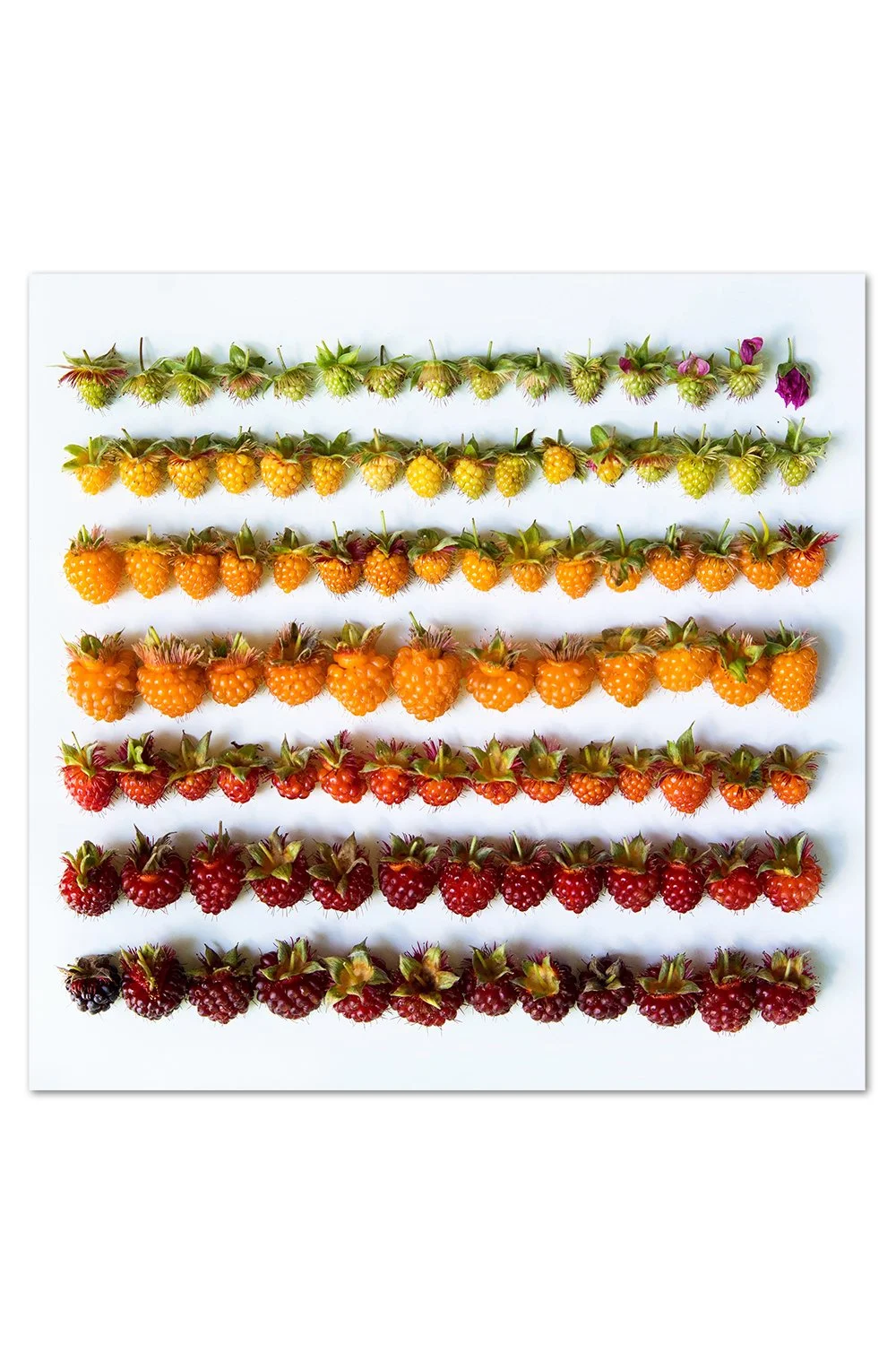 Salmonberry Gradient Print