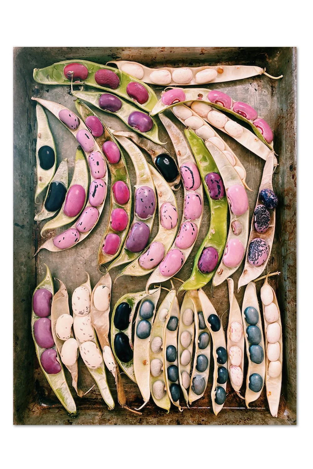 Shelling Beans Print