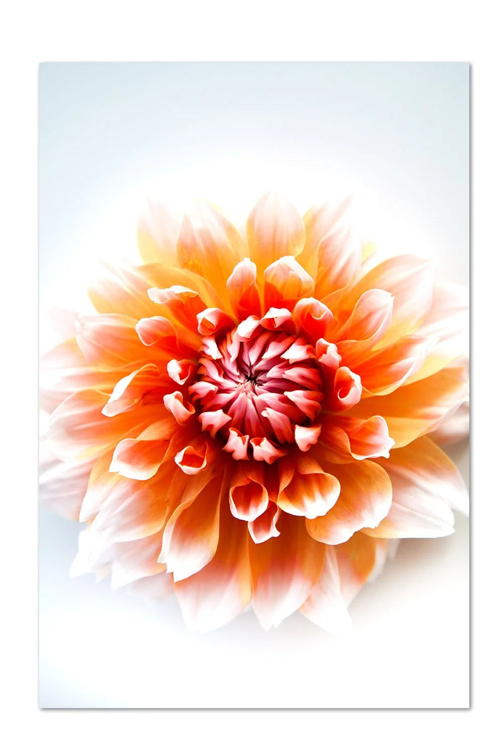 Dahlia Details v.2 Print