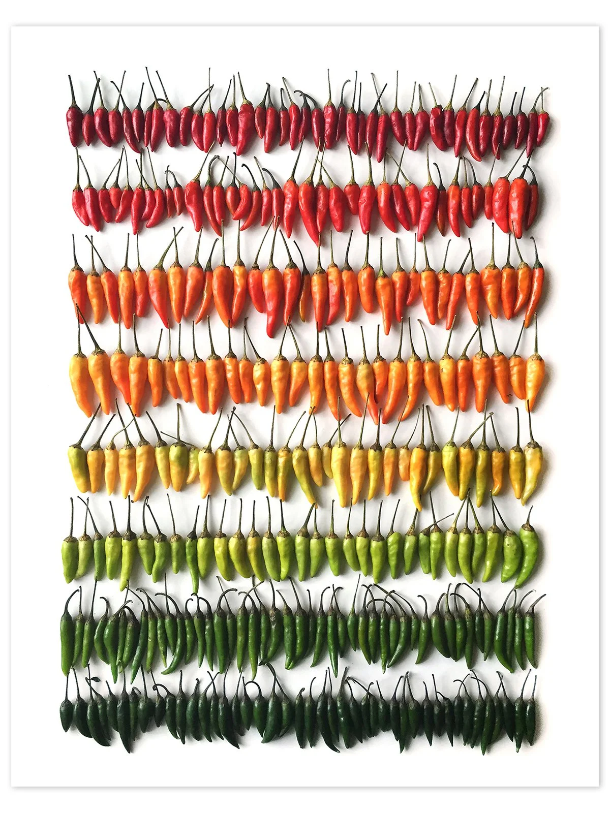 Thai-Chili-Gradient-Mini-Poster-wrightkitchen.com.jpg