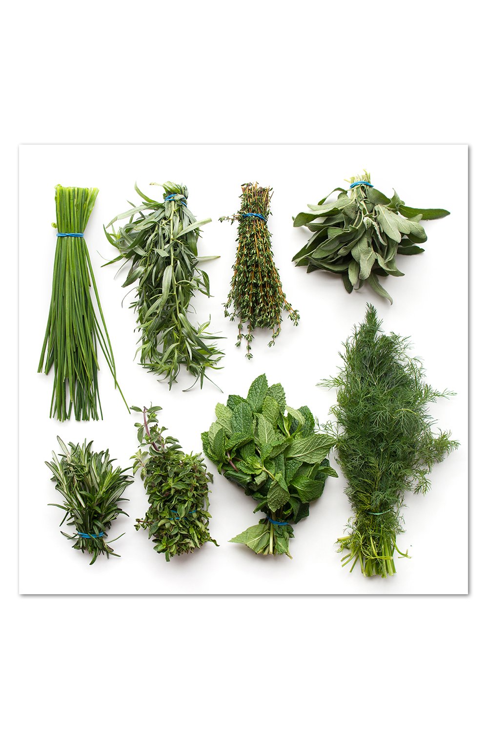Herb Pattern Print