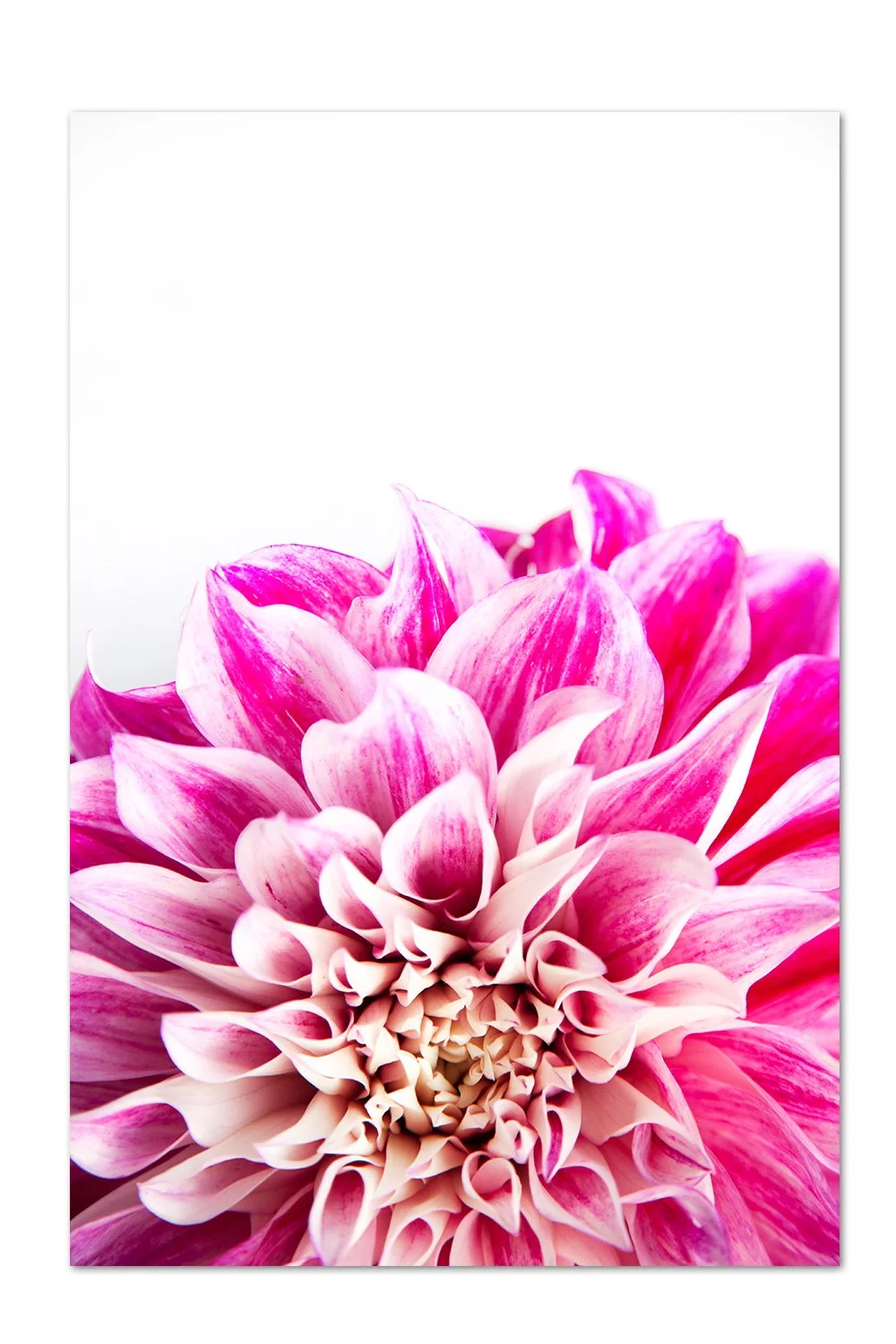 Dahlia Details v.3 Print
