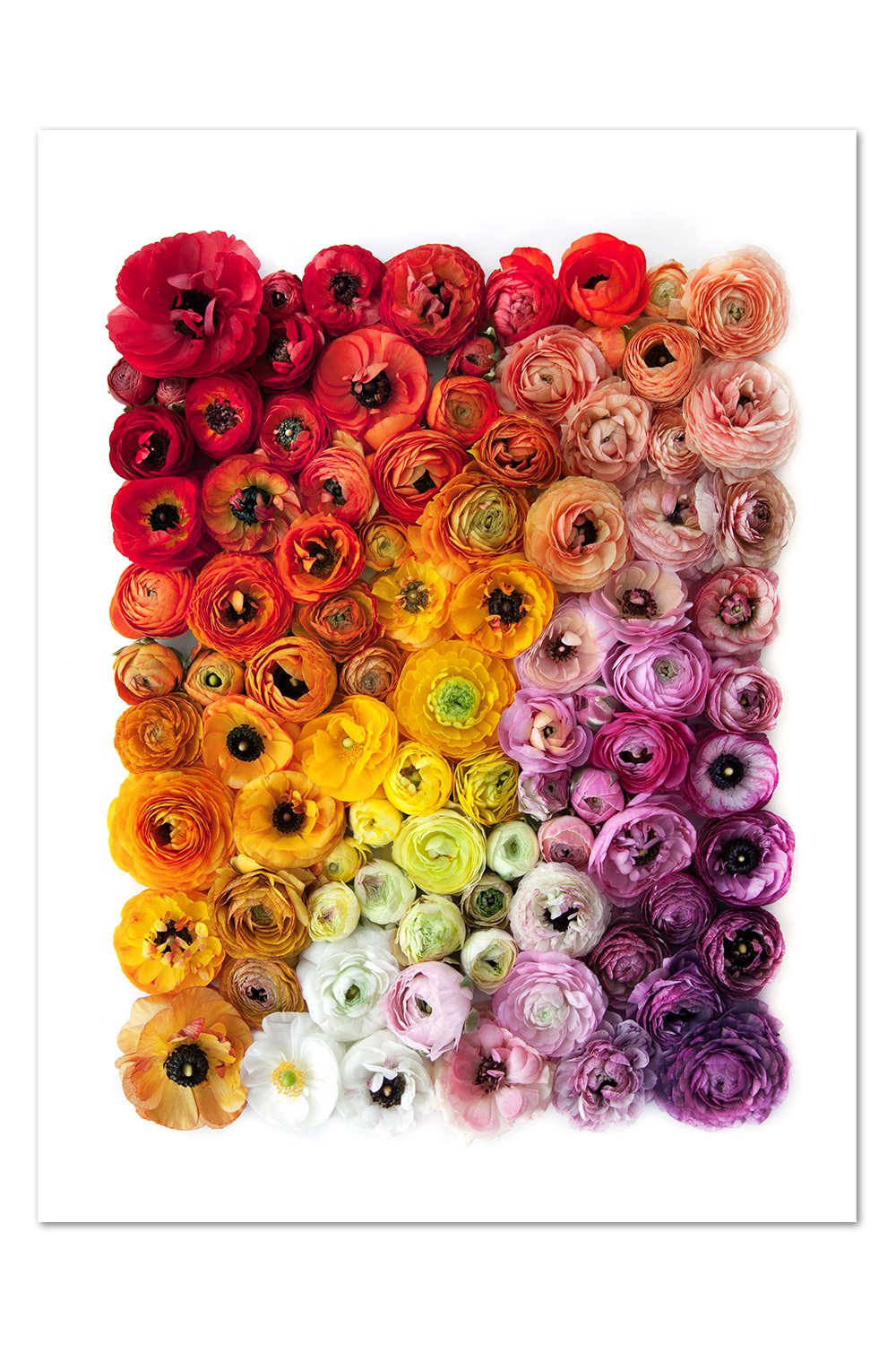 Ranunculus Gradient Print