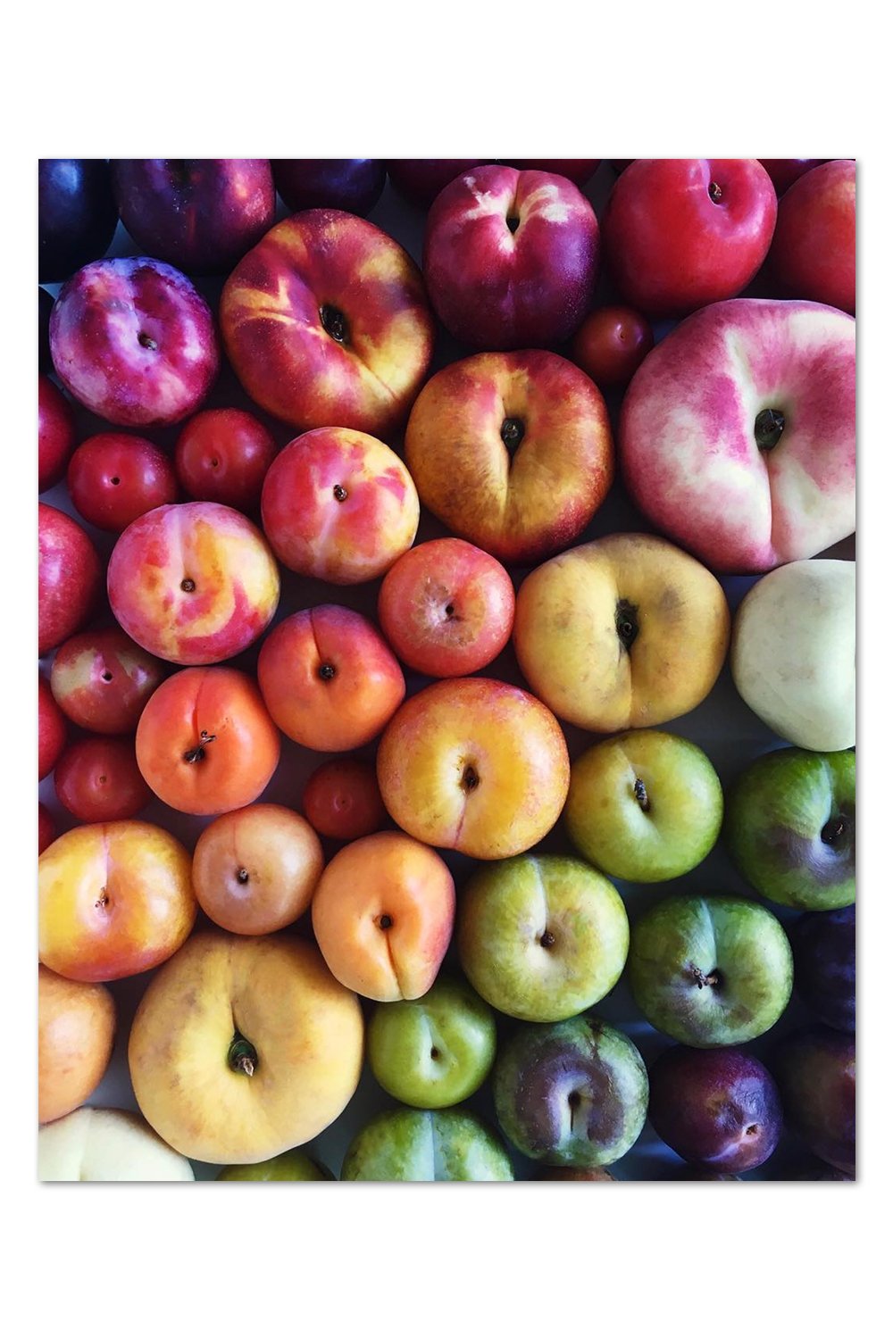 Stone Fruit Gradient Print