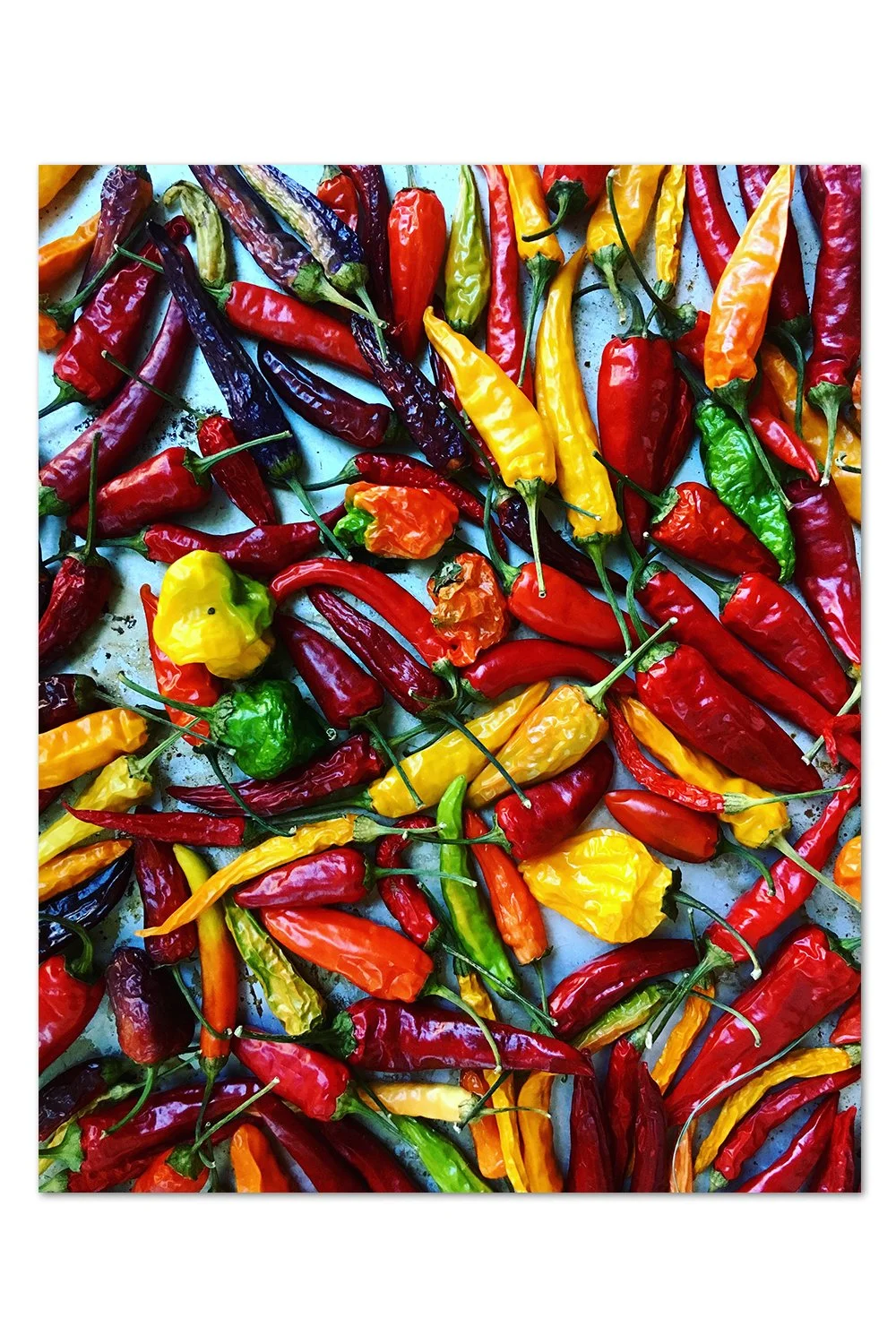 Drying Peppers Print