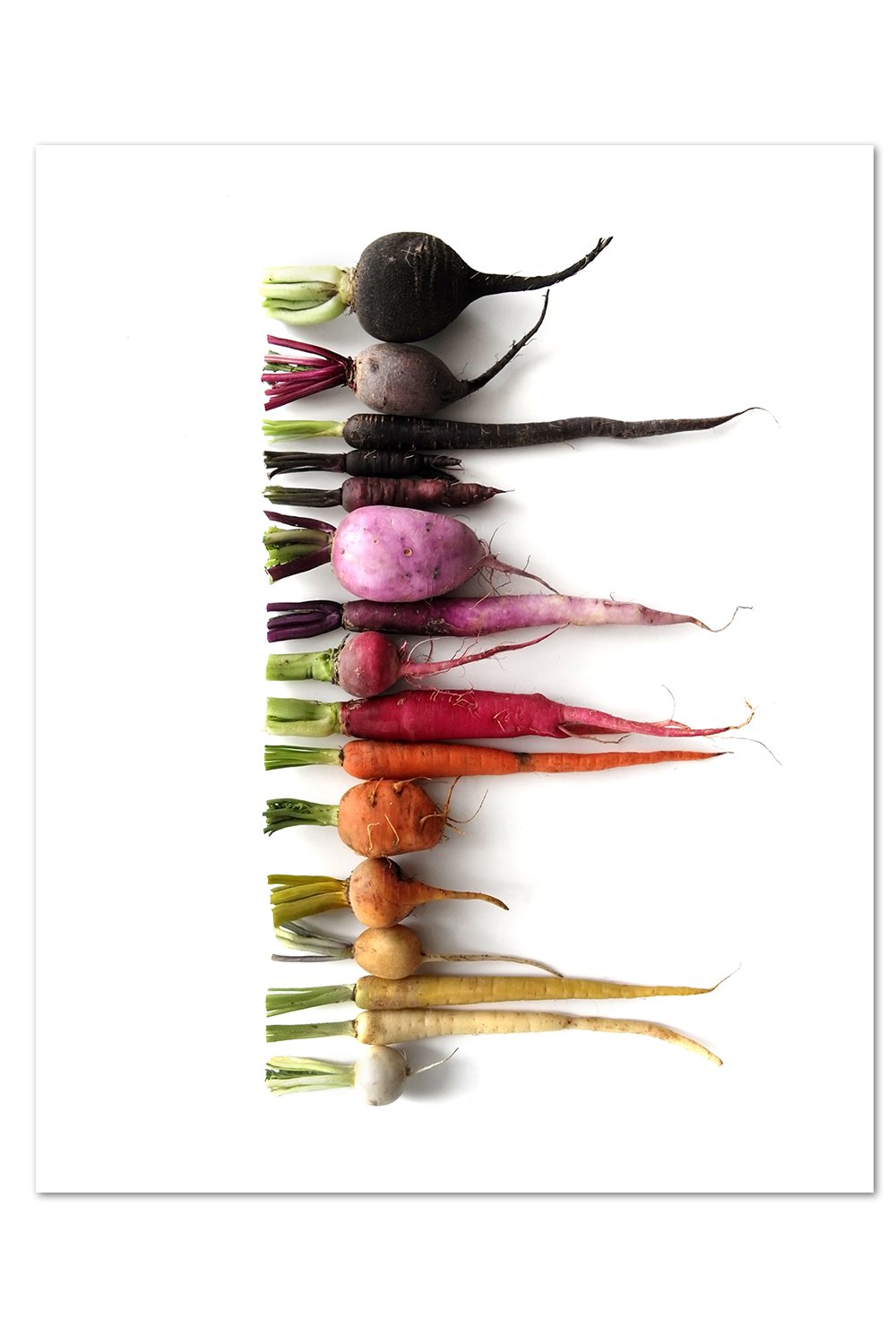Root Vegetable Gradient Print