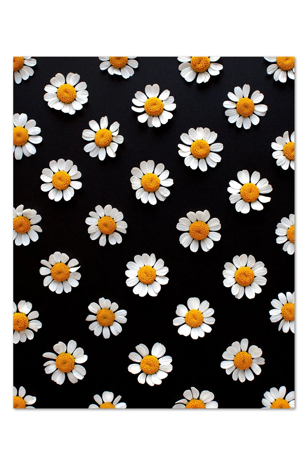 Chamomile Pattern v.2 Print