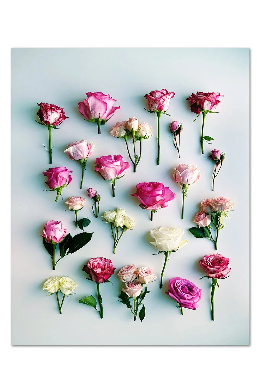 Rose Pattern Print