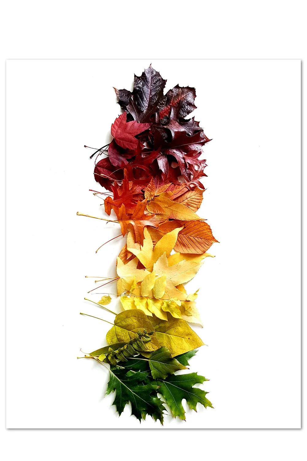 Fall Leaves Gradient Print