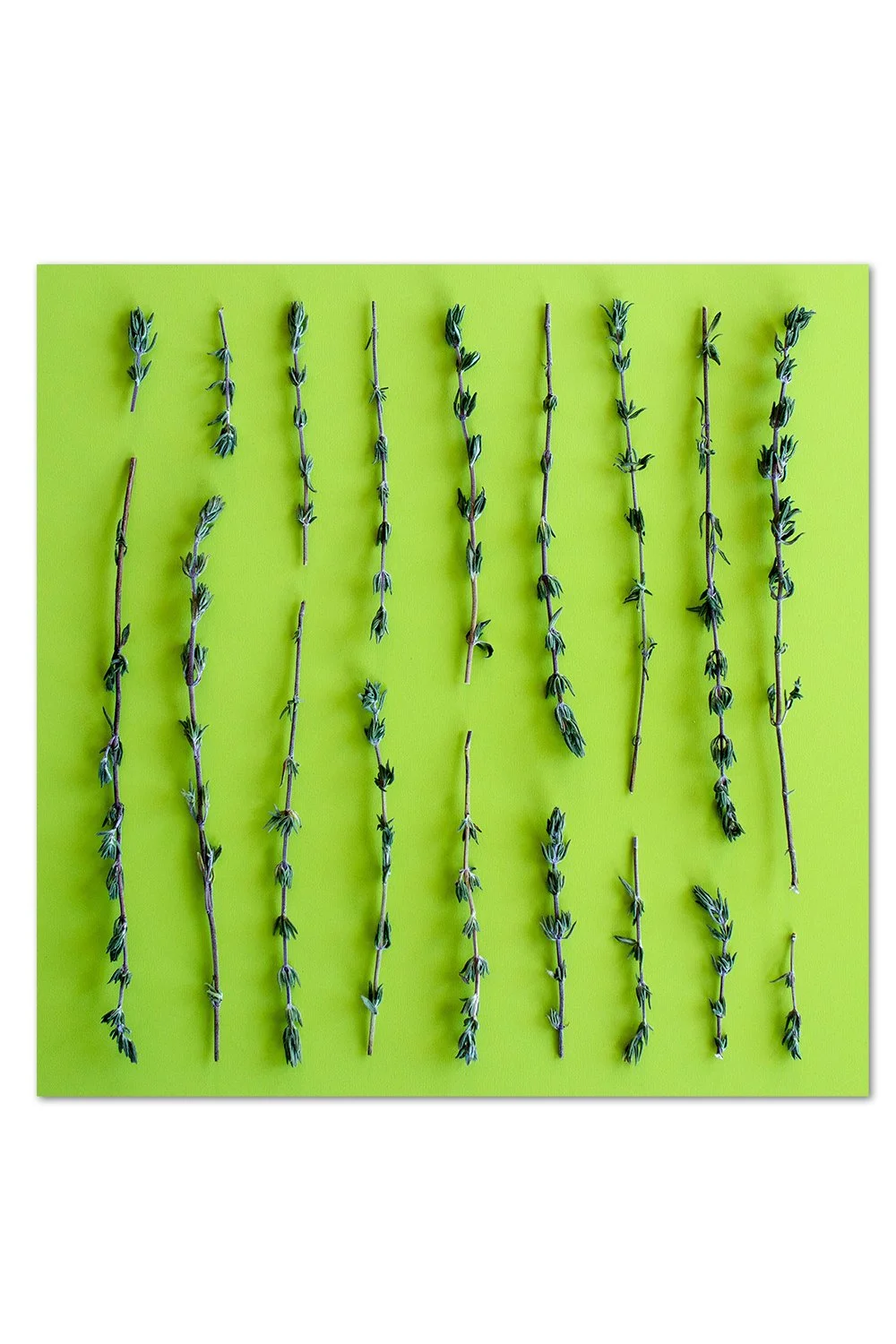 Thyme Pattern Print