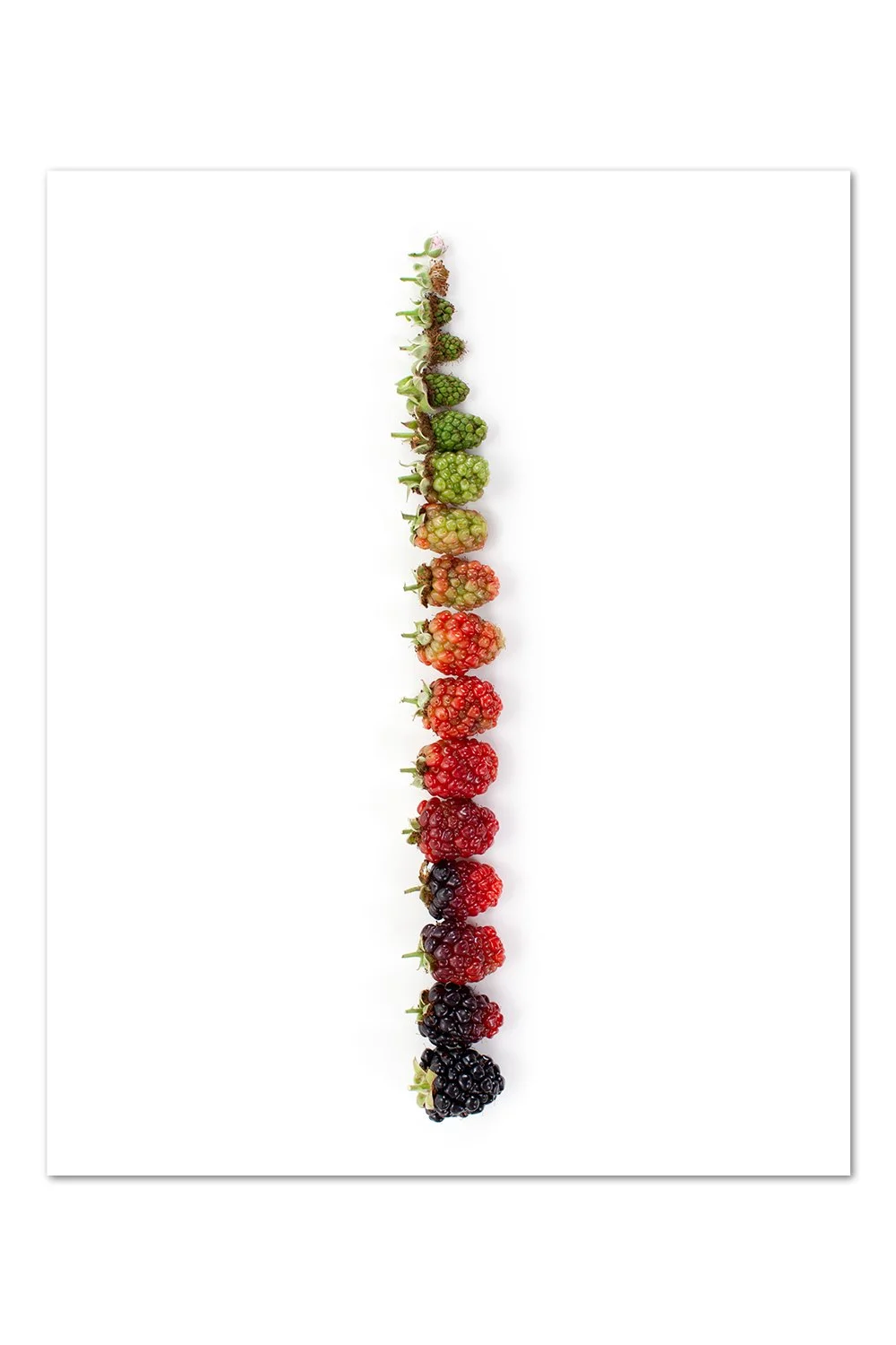 Blackberry Gradient v.2 Print