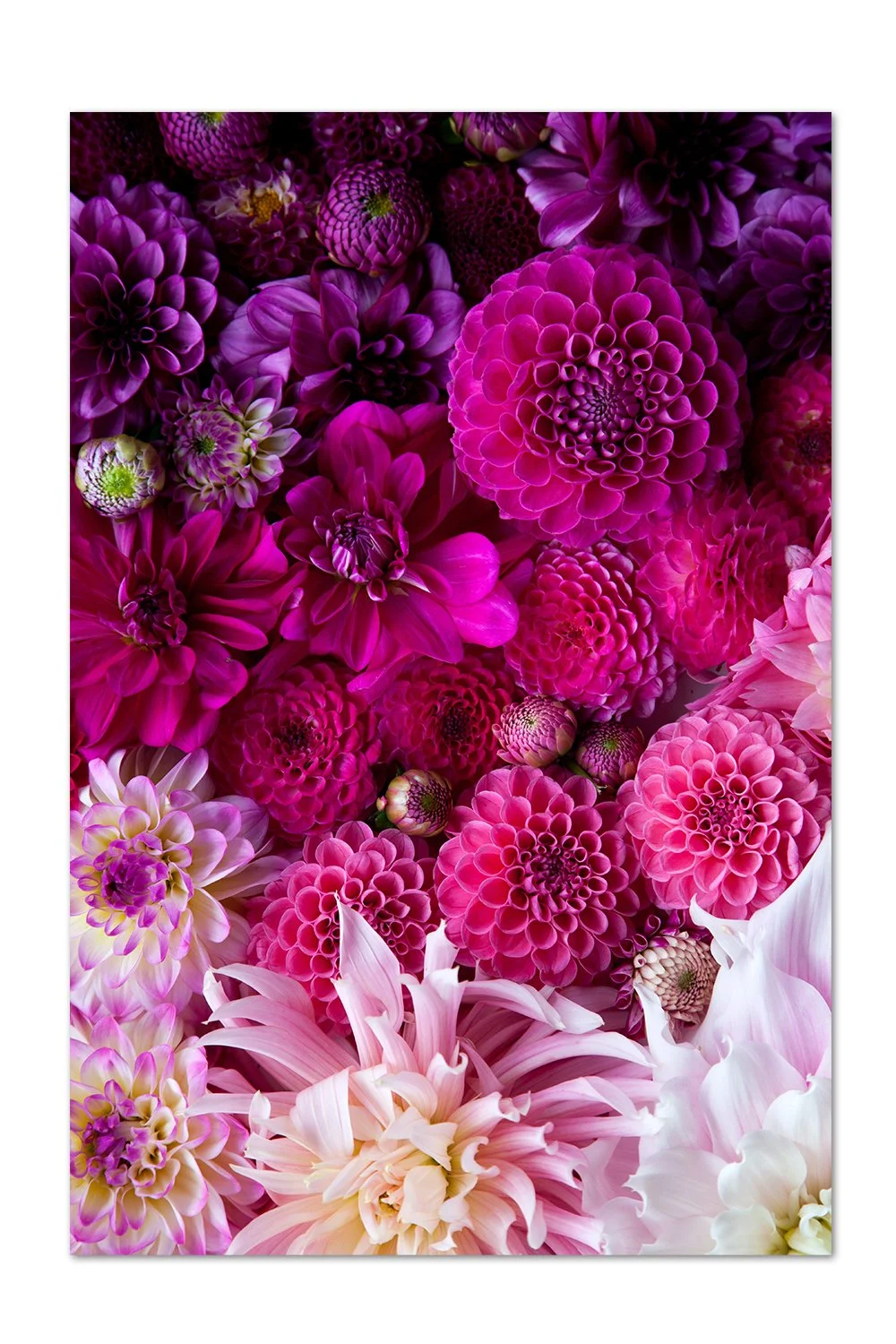 Pink To Purple Dahlia Gradient Print