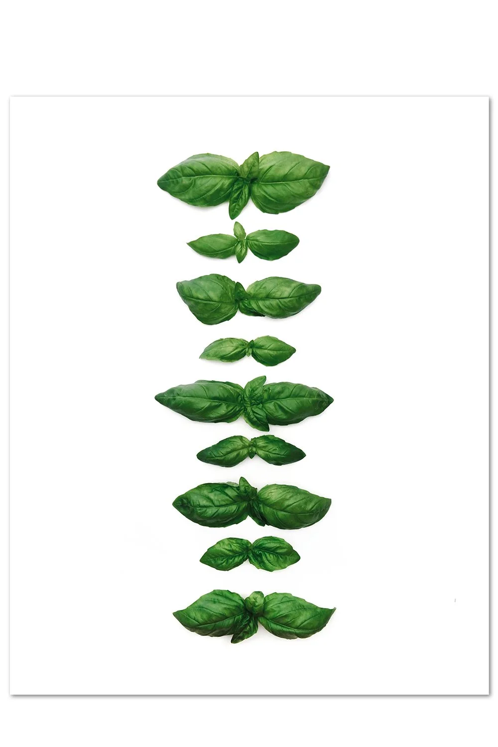 Basil Pattern Print