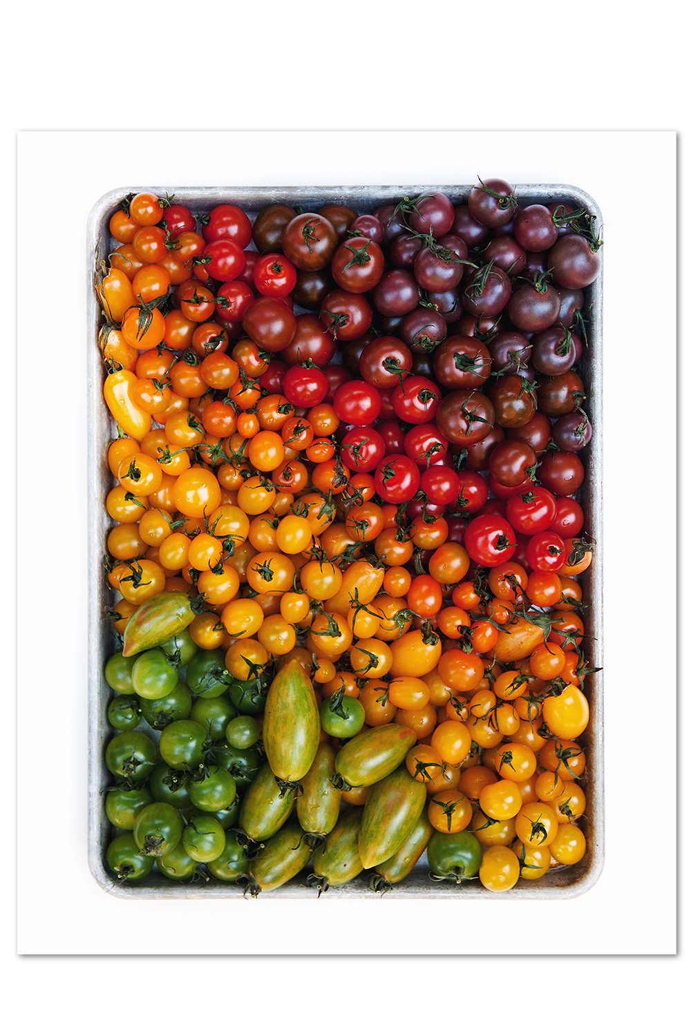 Tomato Tray Gradient Print