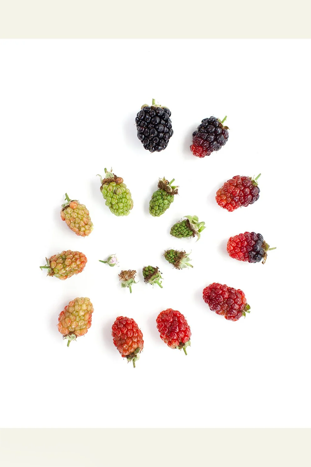Blackberry Gradient v.3 Print