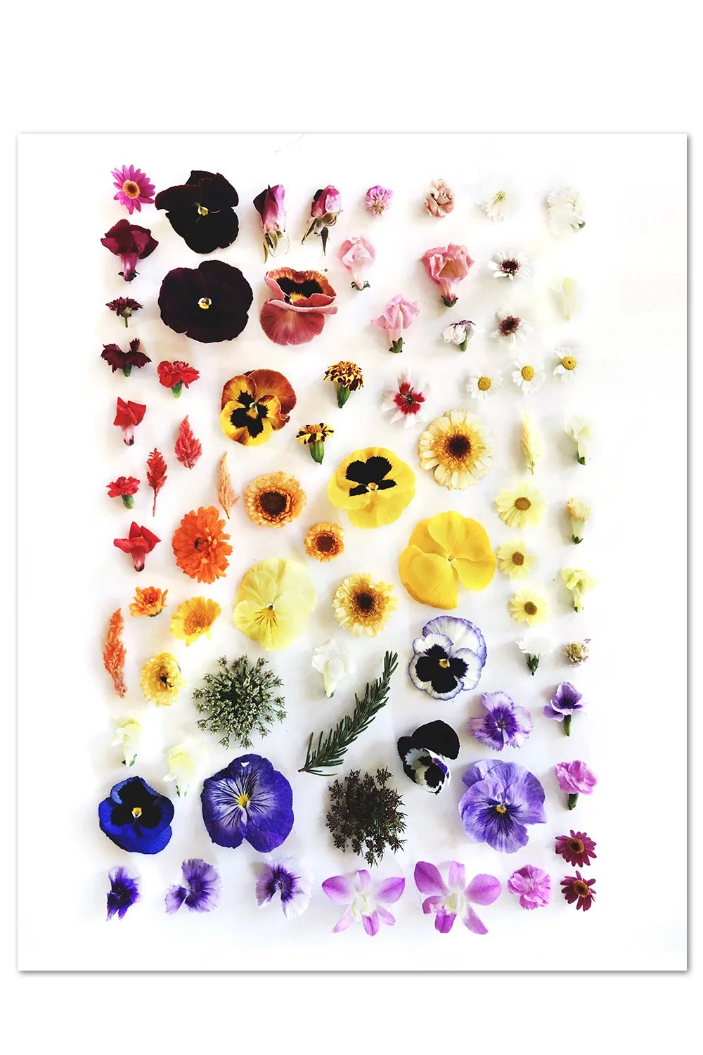Edible Flower Gradient Print