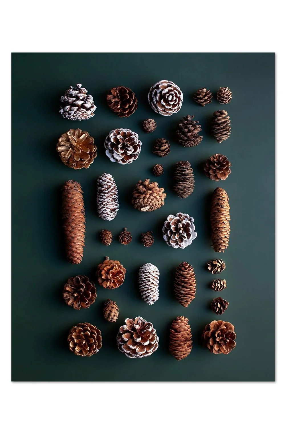 Pinecone Pattern Print
