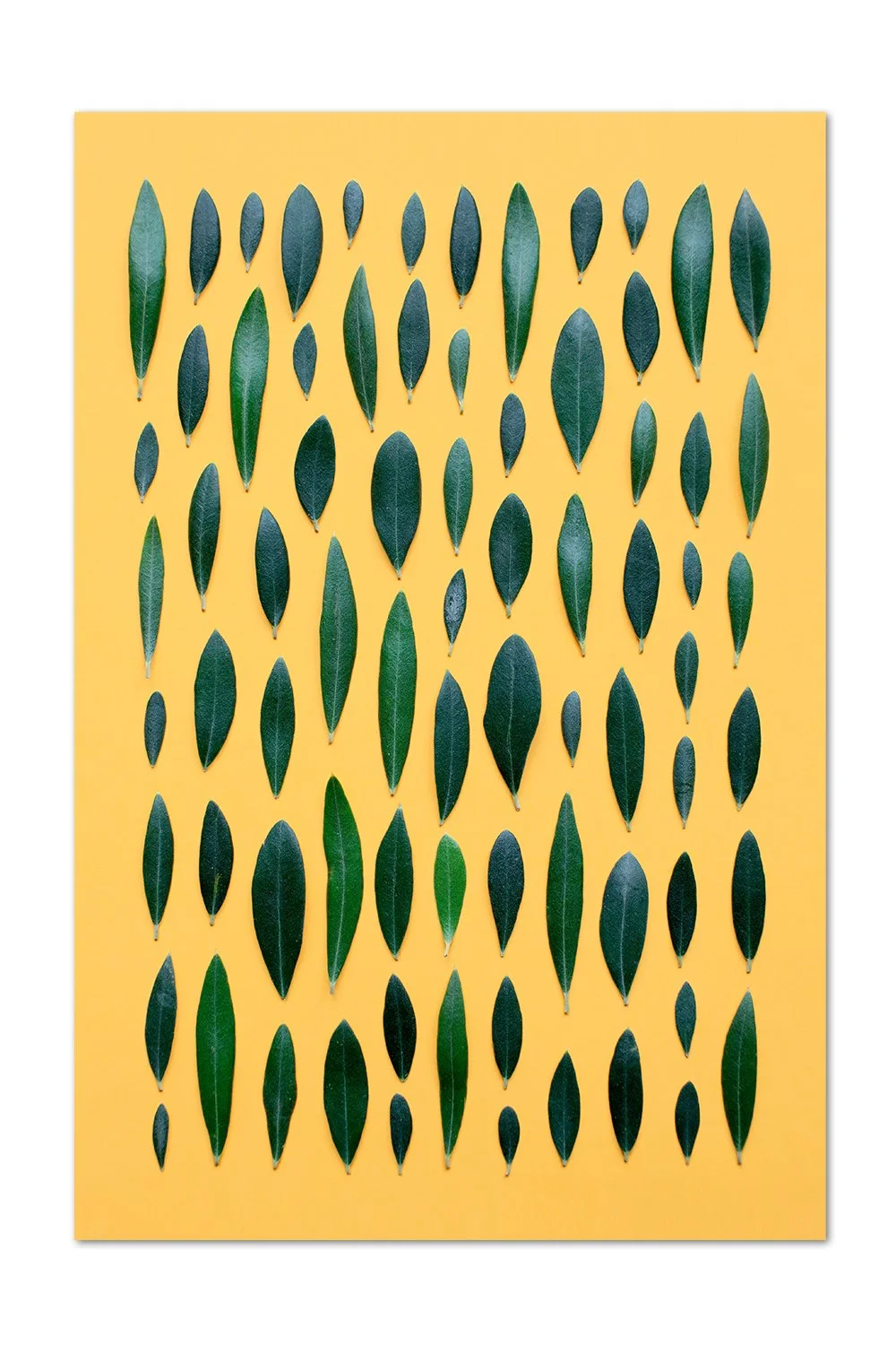 Olive Leaf Pattern