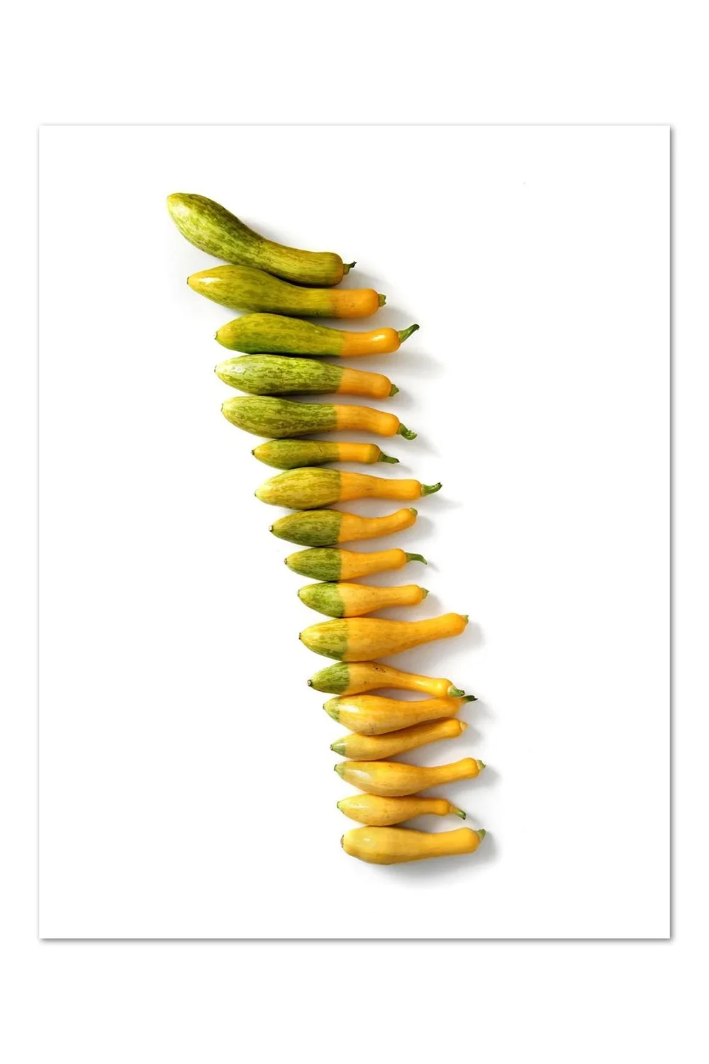 Zucchini Stripe Print