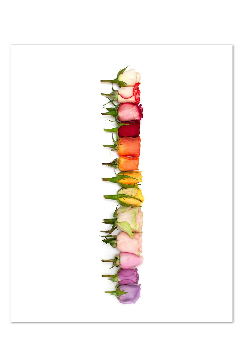 Rose Gradient Print