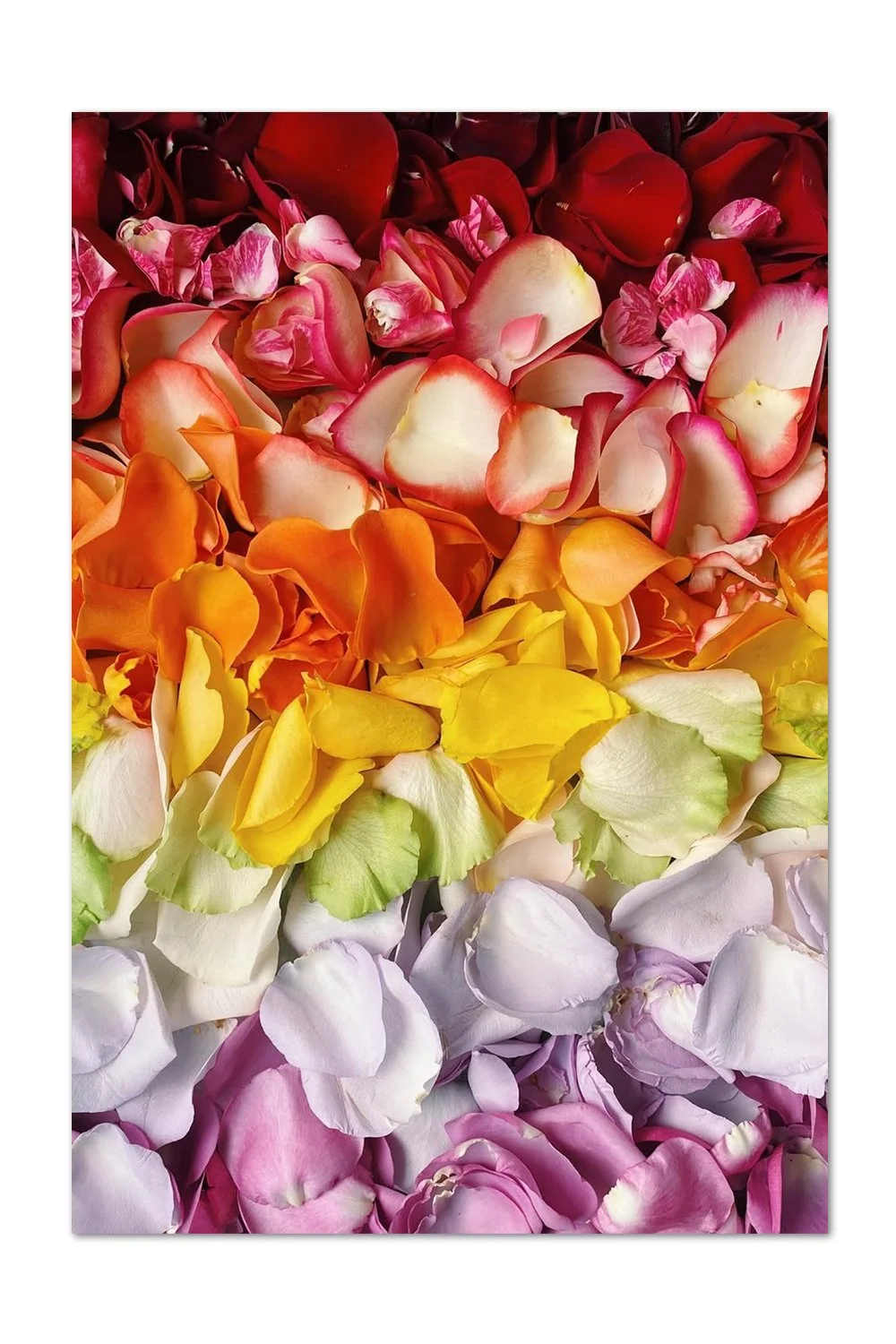 Rose Petal Gradient Print