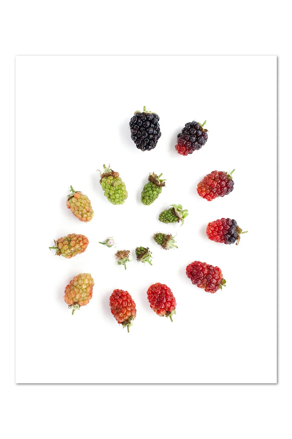 Blackberry Gradient v.3 Print