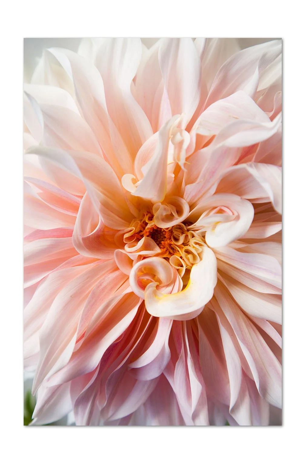 Dahlia Details v.1 Print