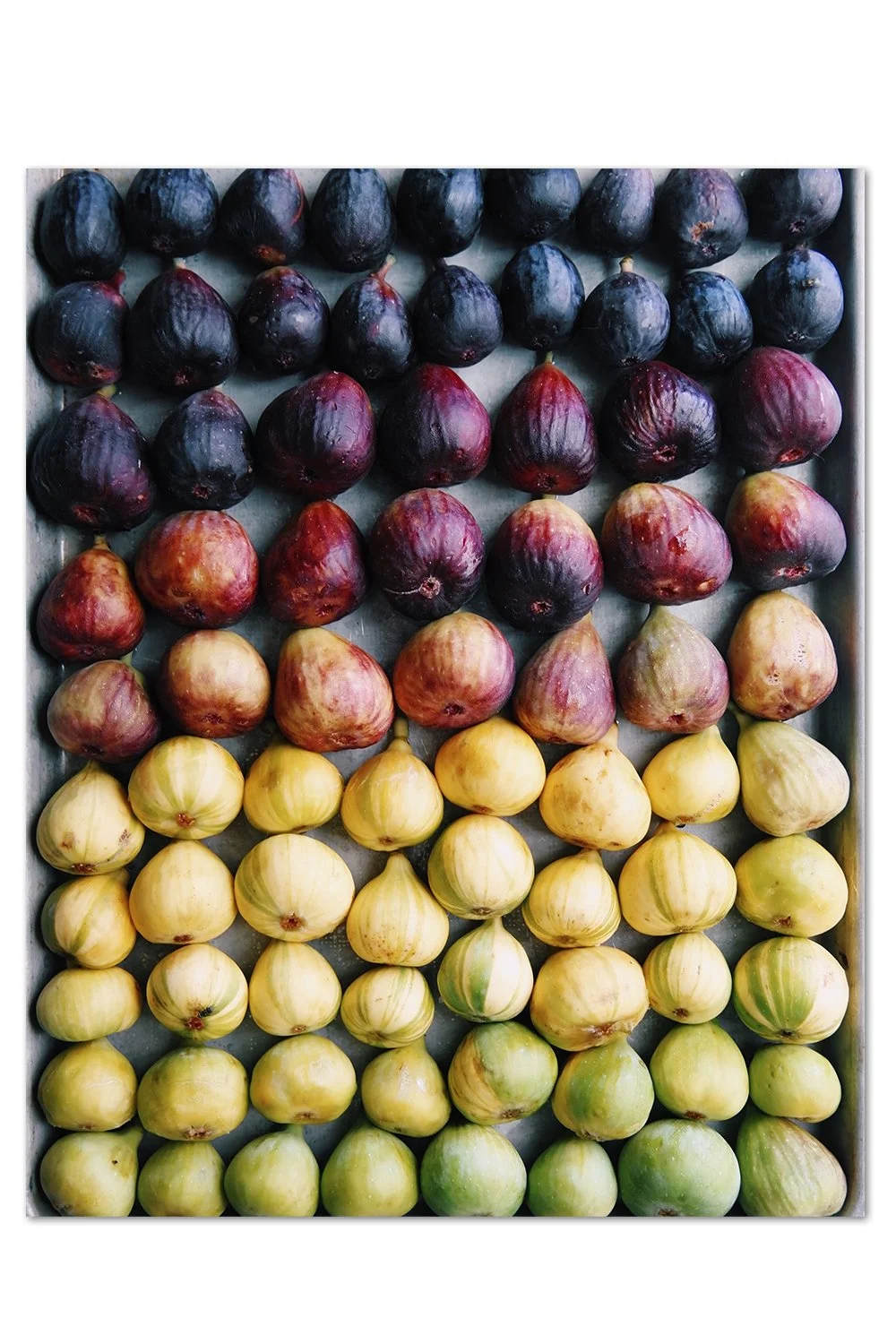 Fig Gradient Print