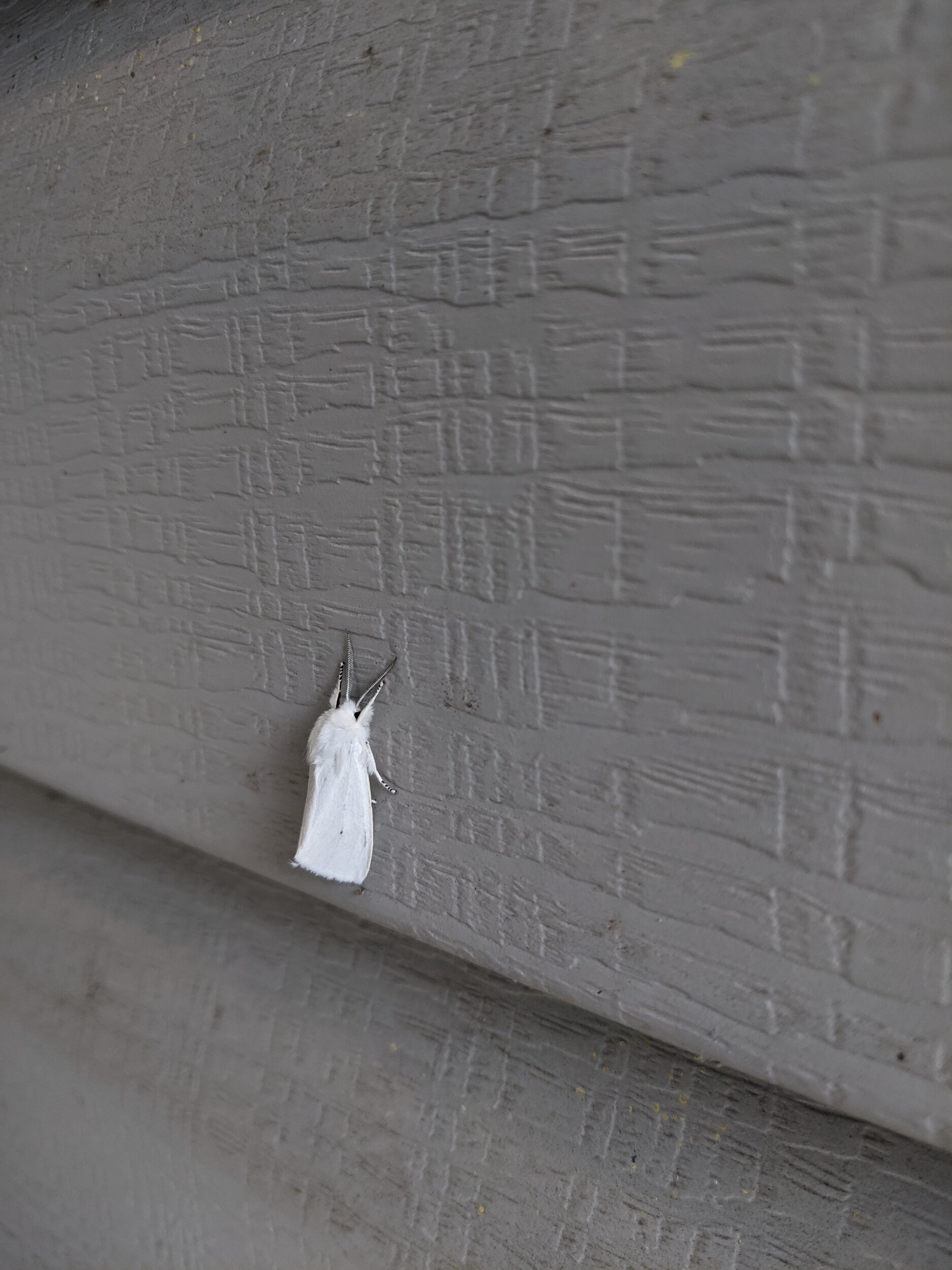 I also saw this moth before everyone arrived. A party moth.