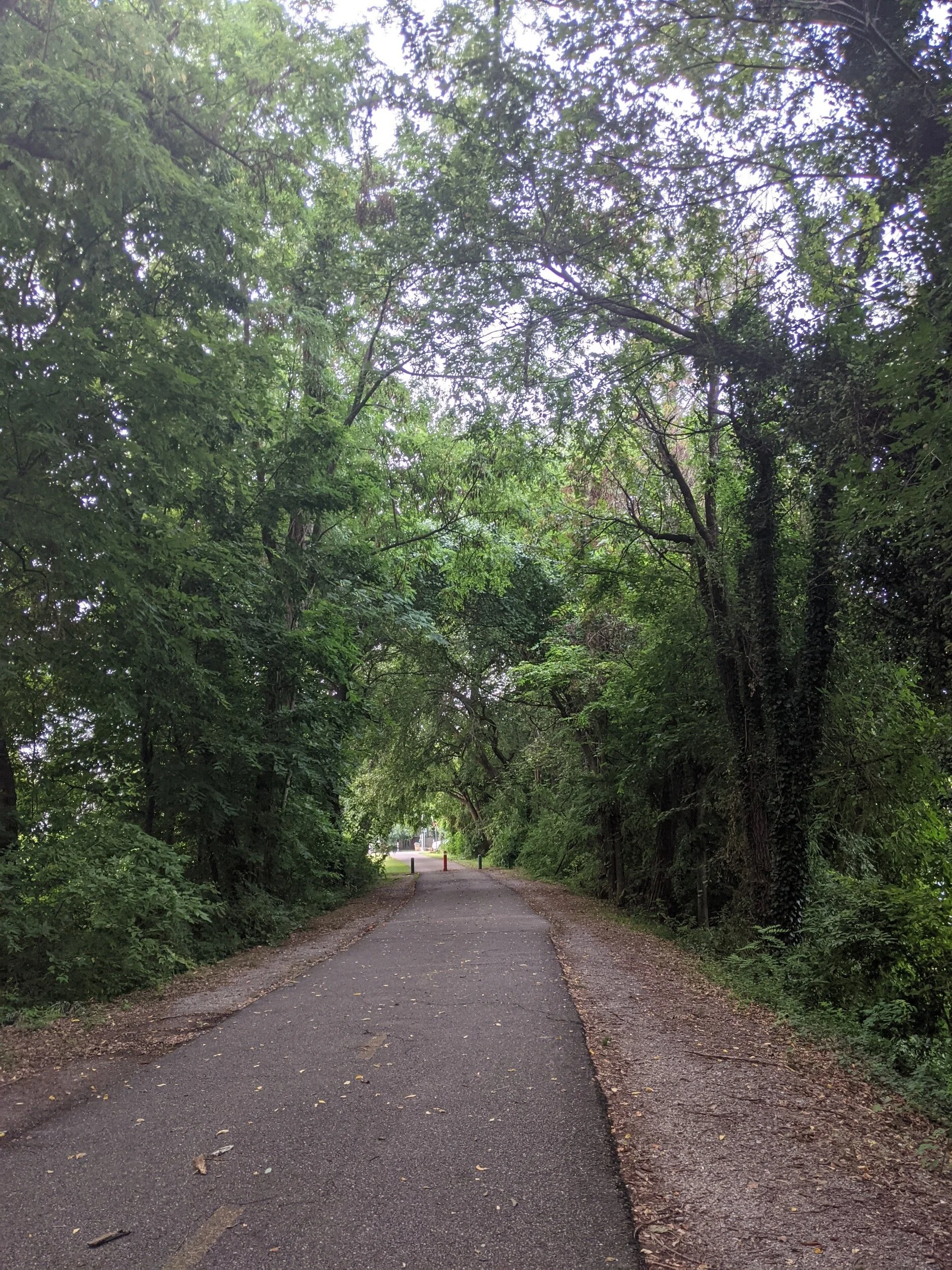 I want to be absorbed by the overgrowth.