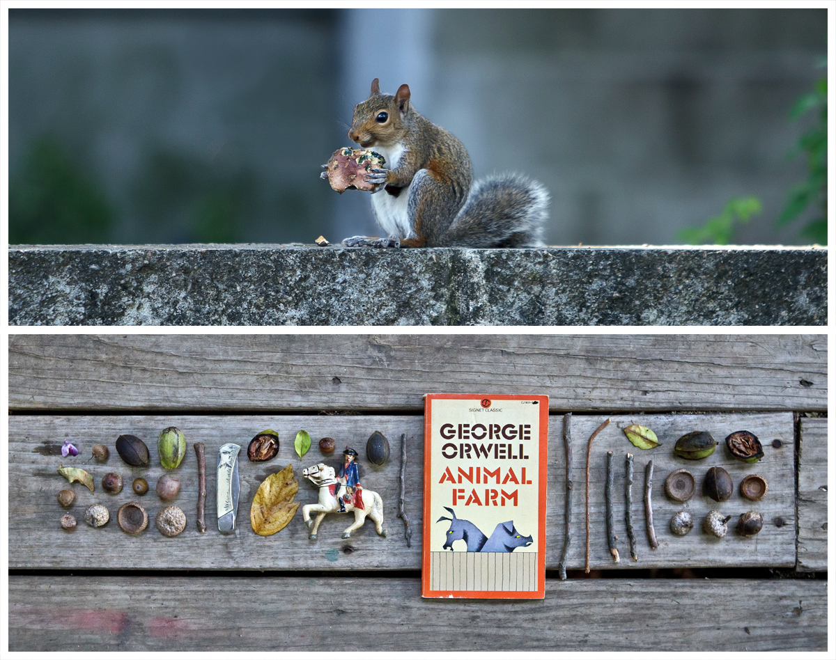 Squirrel