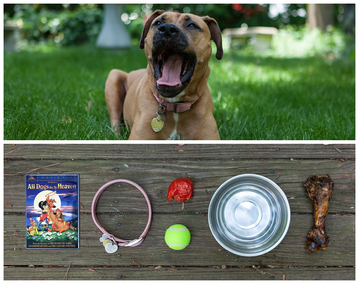 Dog_Diptych_lo.jpg