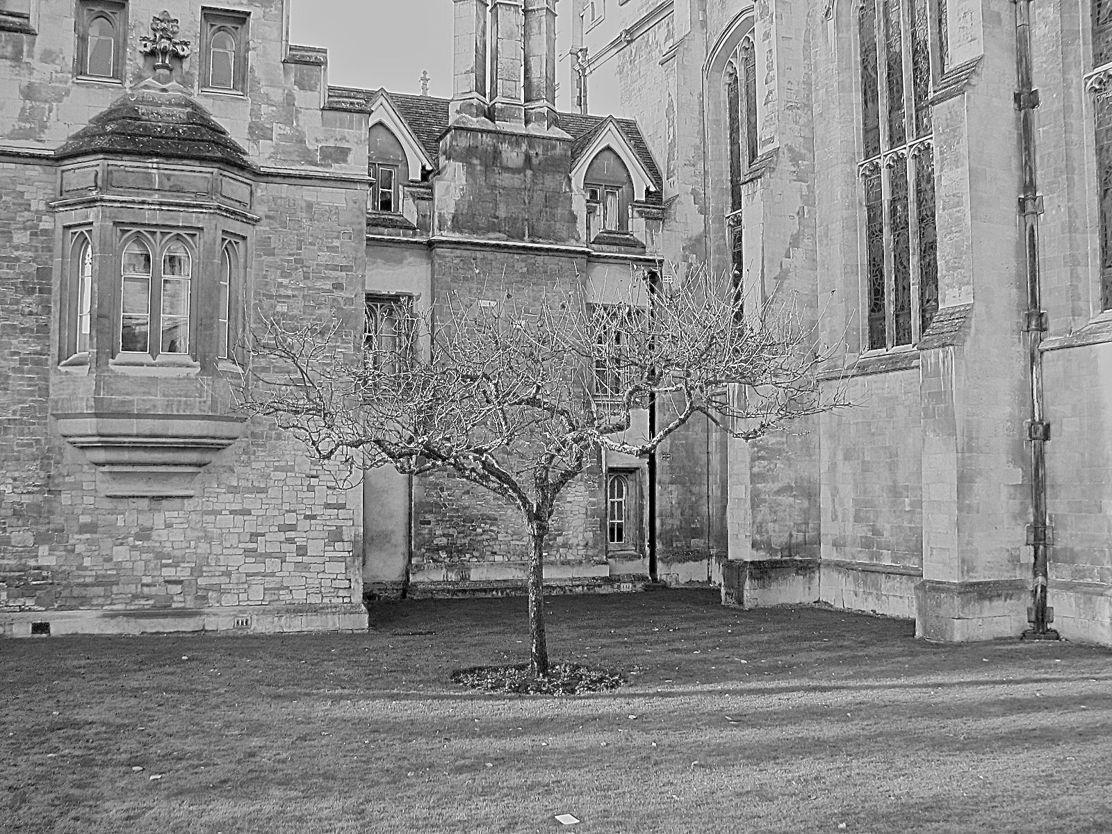 Descendant of "Isaac's tree", Trinity College