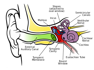 400px-Anatomy_of_the_Human_Ear.svg.png