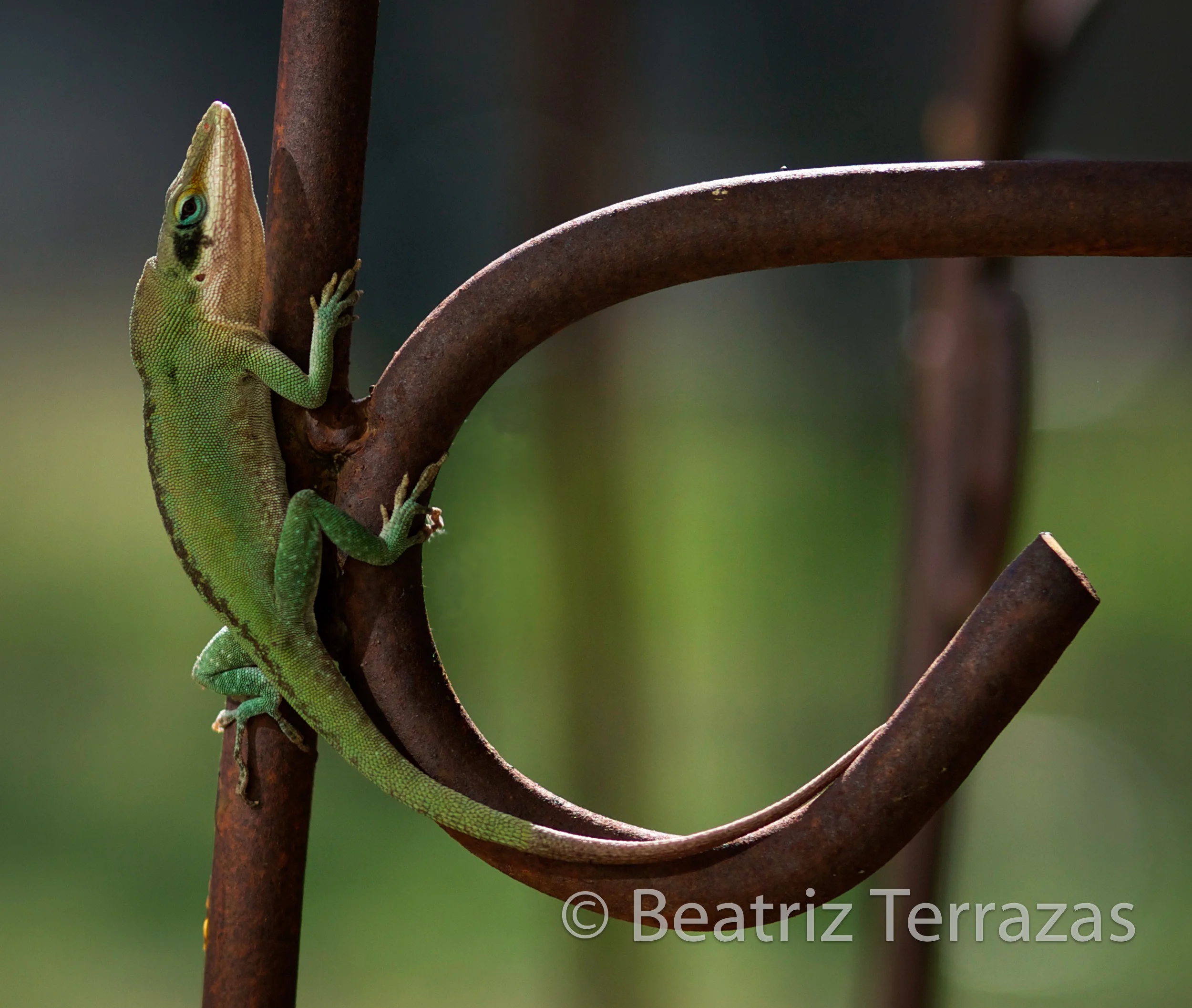 Anole four.jpg
