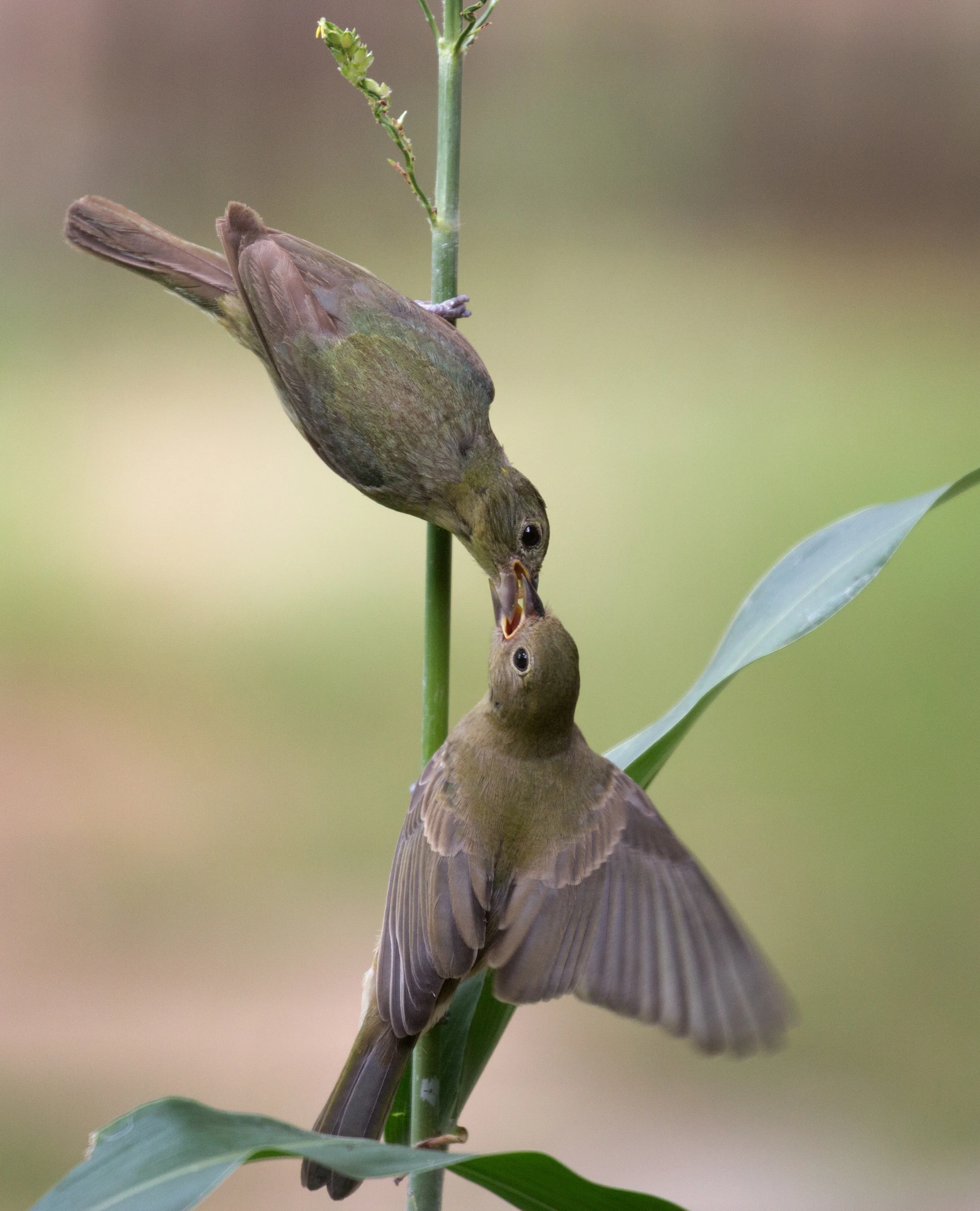female painted bunting and fledgling