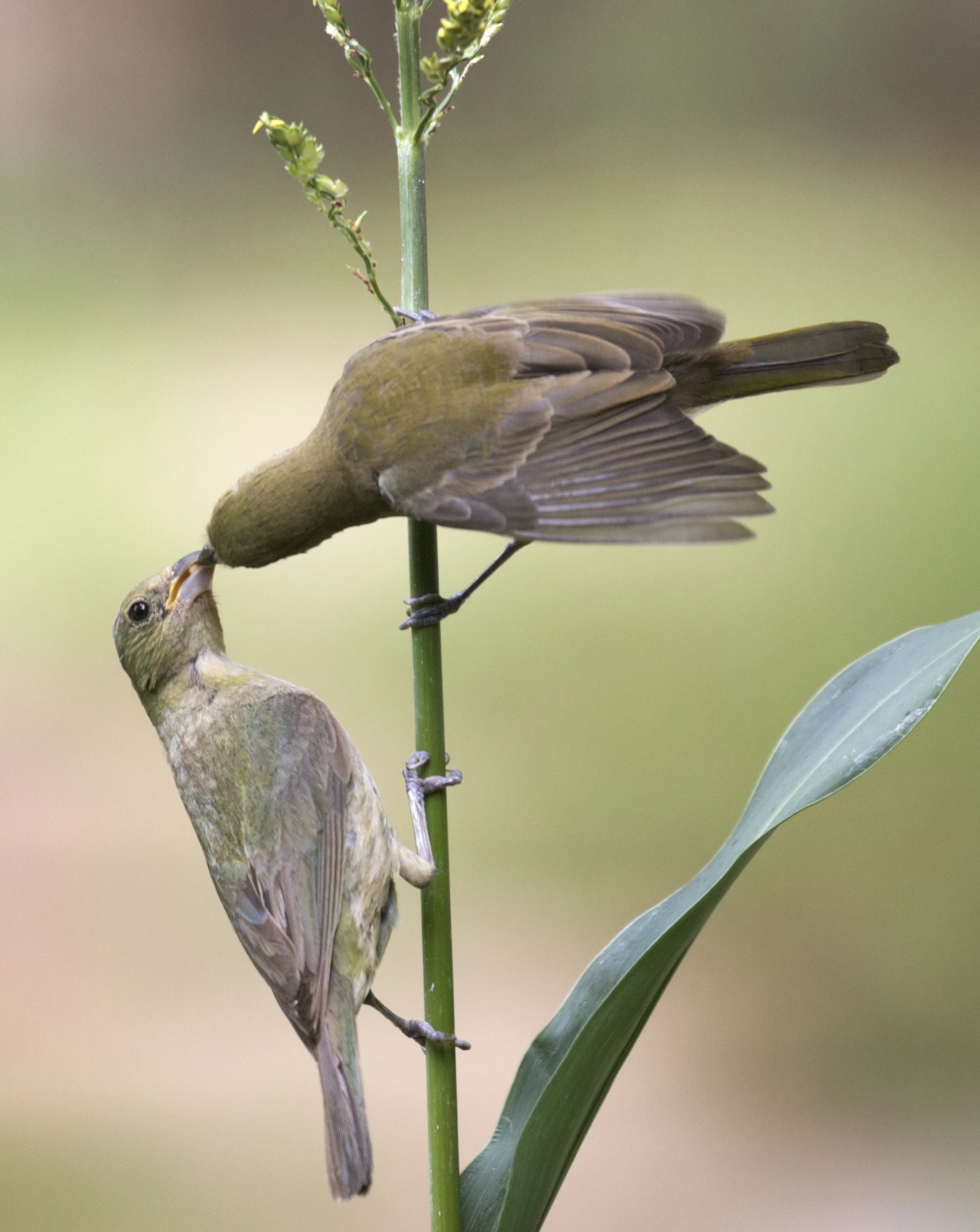 female painted bunting and fledgling