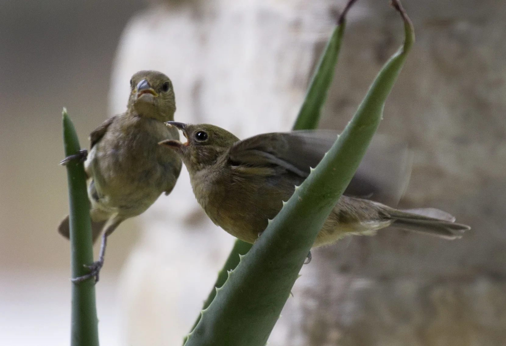fledgling begs painted bunting mom for food