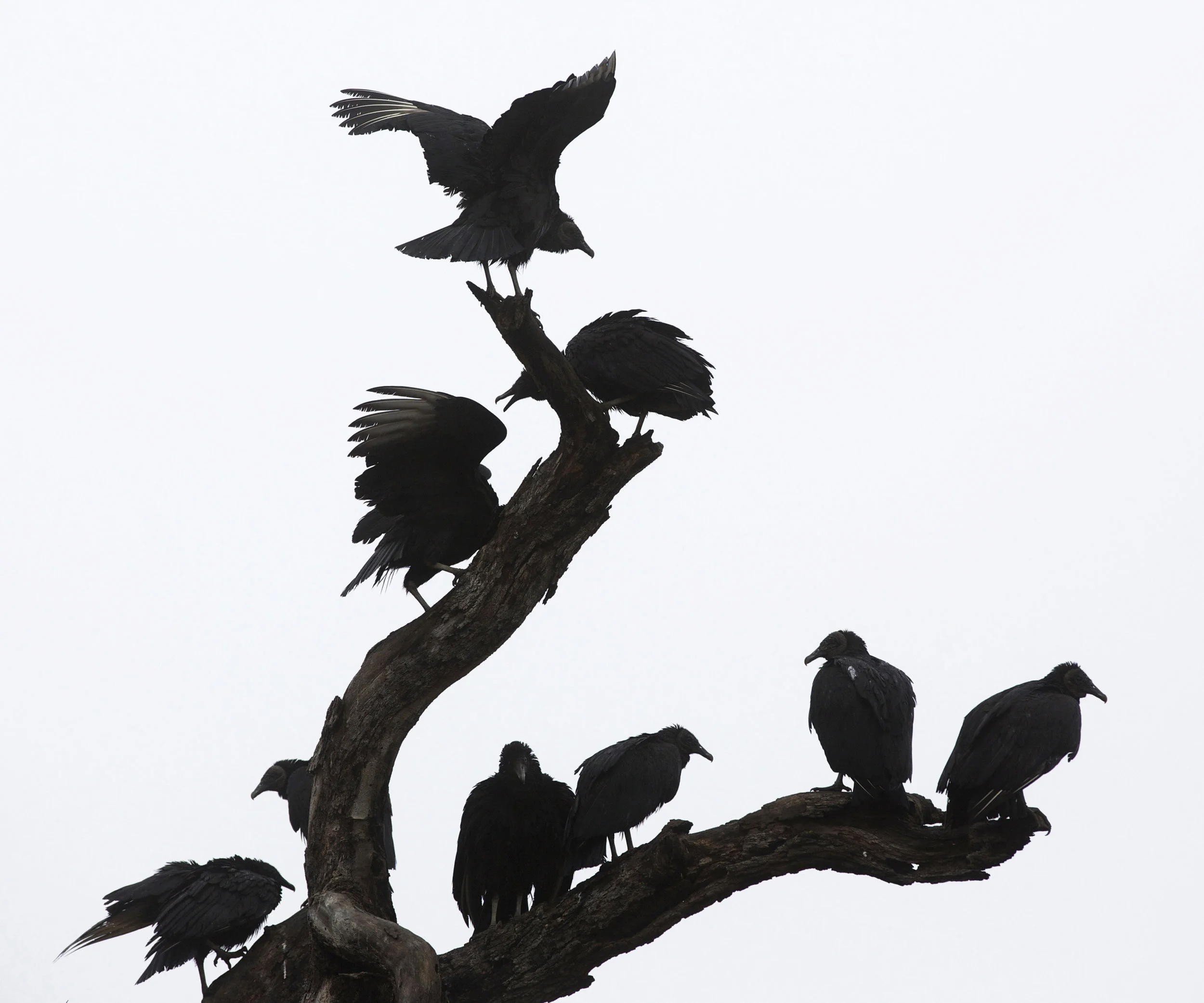 vultures in the fog, southlake, texas