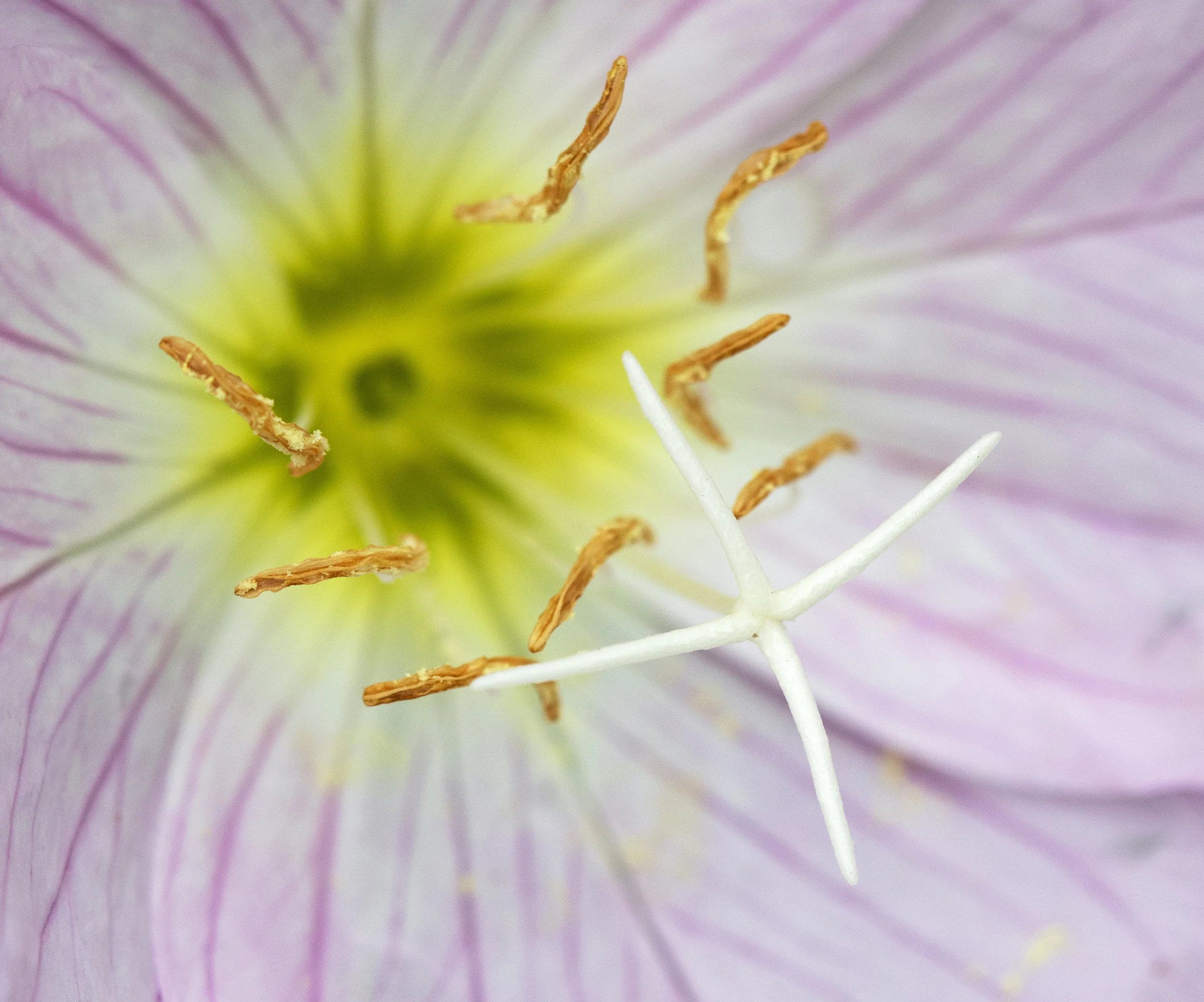 evening primrose