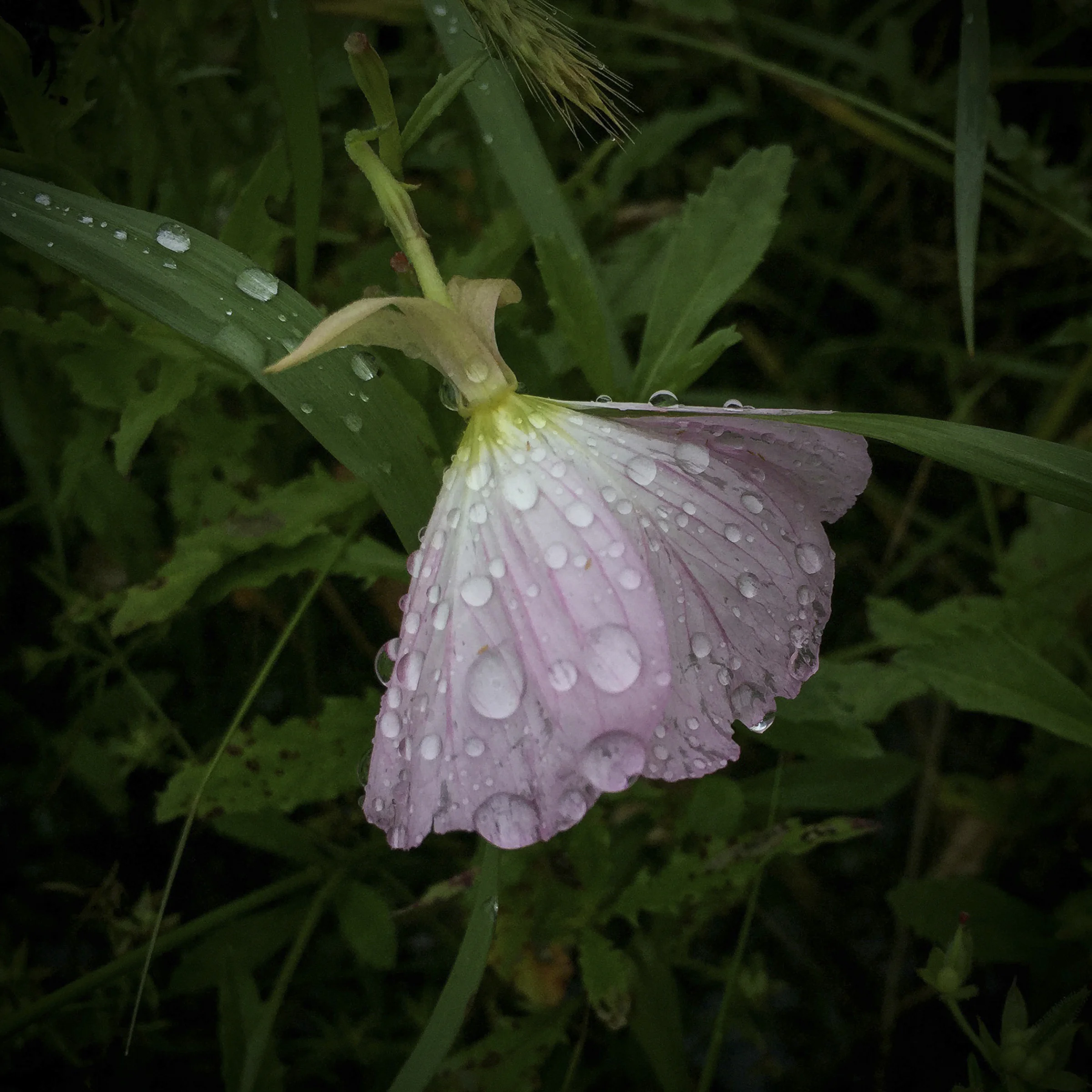 evening primrose in the rain, southlake, texas