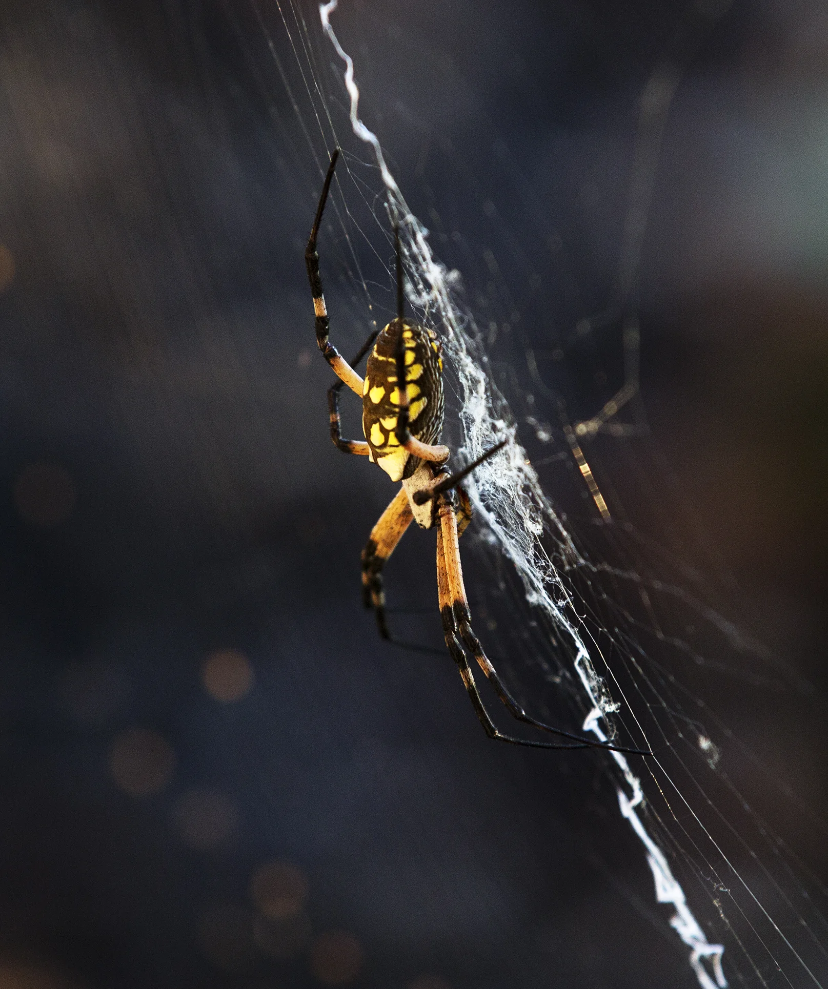 zipper spider in the sun